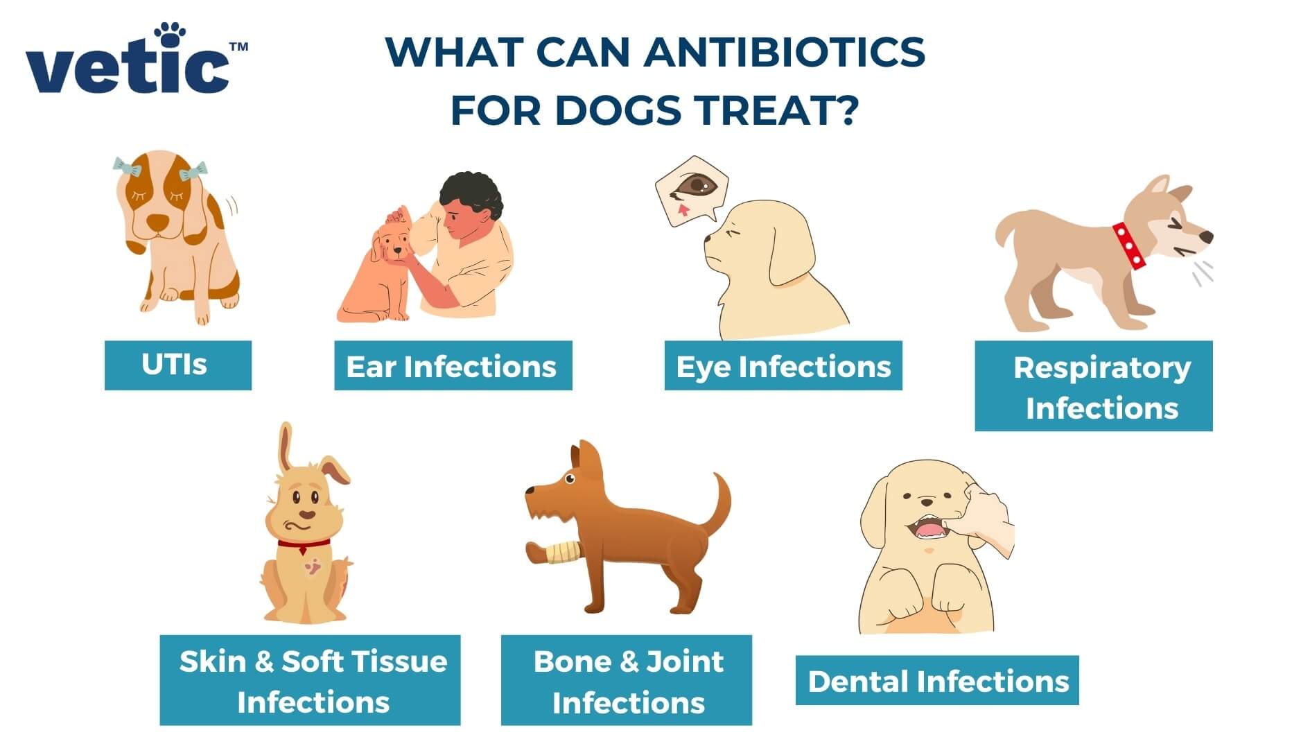 Infographic on What Can Antibiotics for Dogs Treat? UTIs Ear Infections Eye Infections Respiratory Infections Skin & Soft Tissue Infections Bone & Joint Infections Dental Infections
