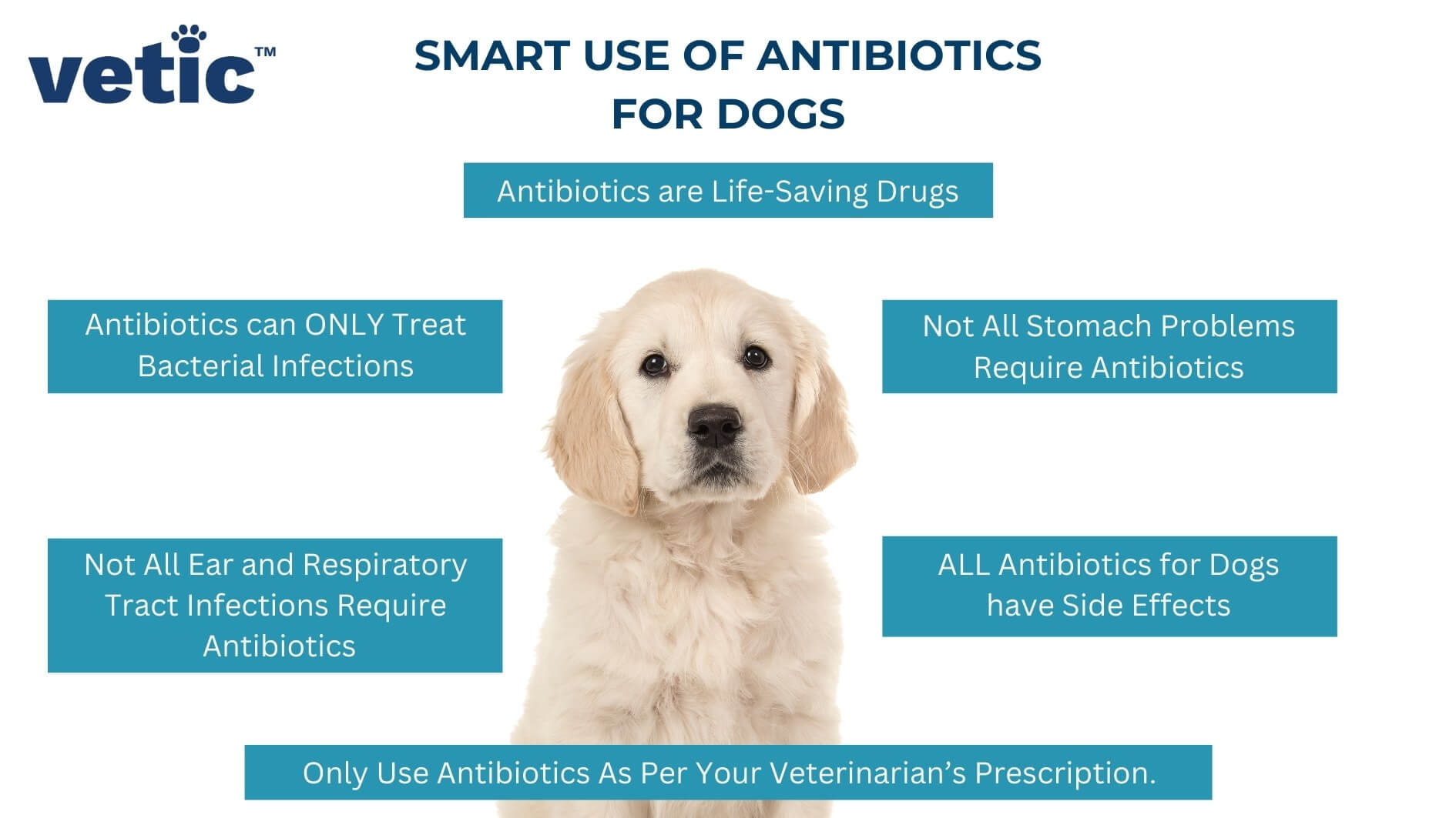 Infographic on Smart Use of Antibiotics for Dogs Antibiotics are Life-Saving Drugs Antibiotics can ONLY Treat Bacterial Infections Not All Ear and Respiratory Tract Infections Require Antibiotics Not All Stomach Problems Require Antibiotics ALL Antibiotics for Dogs have Side Effects Only Use Antibiotics As Per Your Veterinarian’s Prescription.