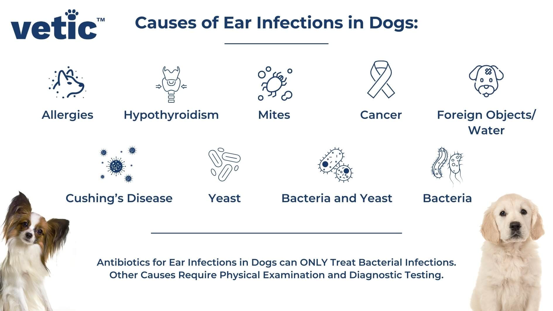 Infographic on antibiotics for dogs ear infection - Causes of Ear Infections in Dogs: Allergies Hypothyroidism Foreign Objects/ Water Mites Cancer Cushing’s Disease Yeast Bacteria and Yeast Bacteria Antibiotics for Ear Infections in Dogs can ONLY Treat Bacterial Infections. Other Causes Require Physical Examination and Diagnostic Testing.
