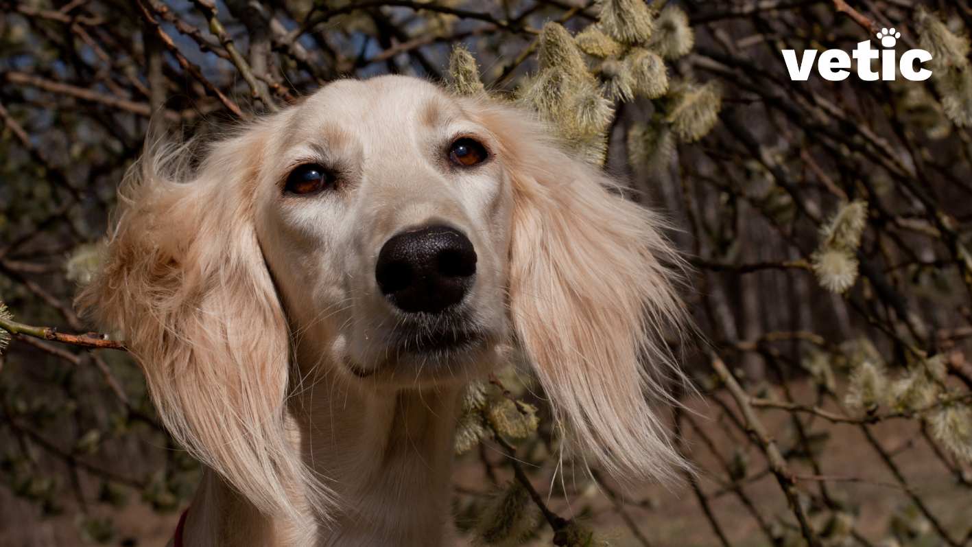 A closeup photo of a fawn Saluki with wind in their furry ears. Yes! The photo is as dramatic as the subject. The Saluki has beautiful dark brown eyes.