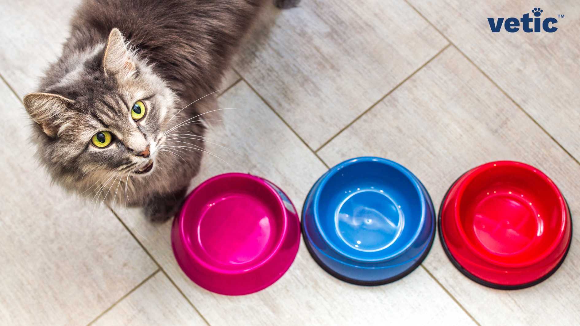 a grey-white medium-long haired cat with yellow eyes mewing at the photographer. There are three bowls (pink, blue and red) of different sizes but all are empty. Indoor-outdoor cats require multiple bowls for food and water since they are often territorial and possessive about their food.