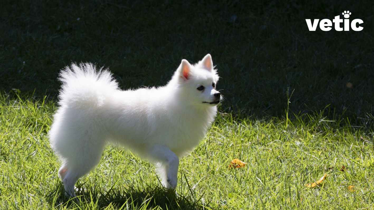 An Indian Spitz standing on the green field with their left paw raised a little from the ground.