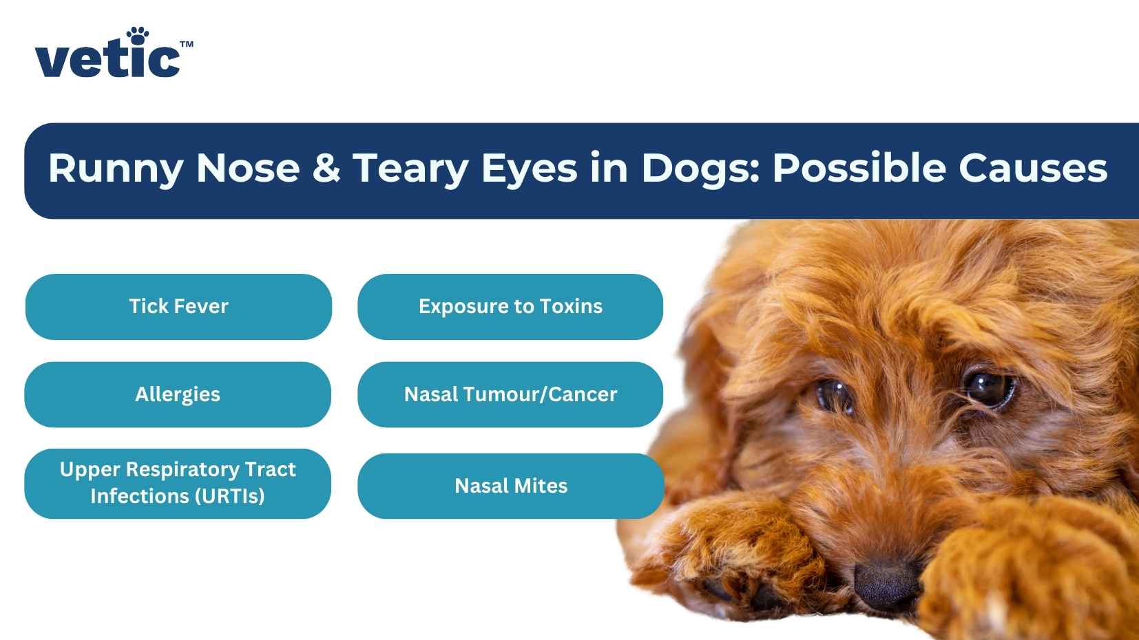 Runny Nose & Teary Eyes in Dogs: Possible Causes Tick fever, allergies, upper respiratory tract infections (UTIs), exposure to toxins, nasal tumour and cancer, and nasal mites.