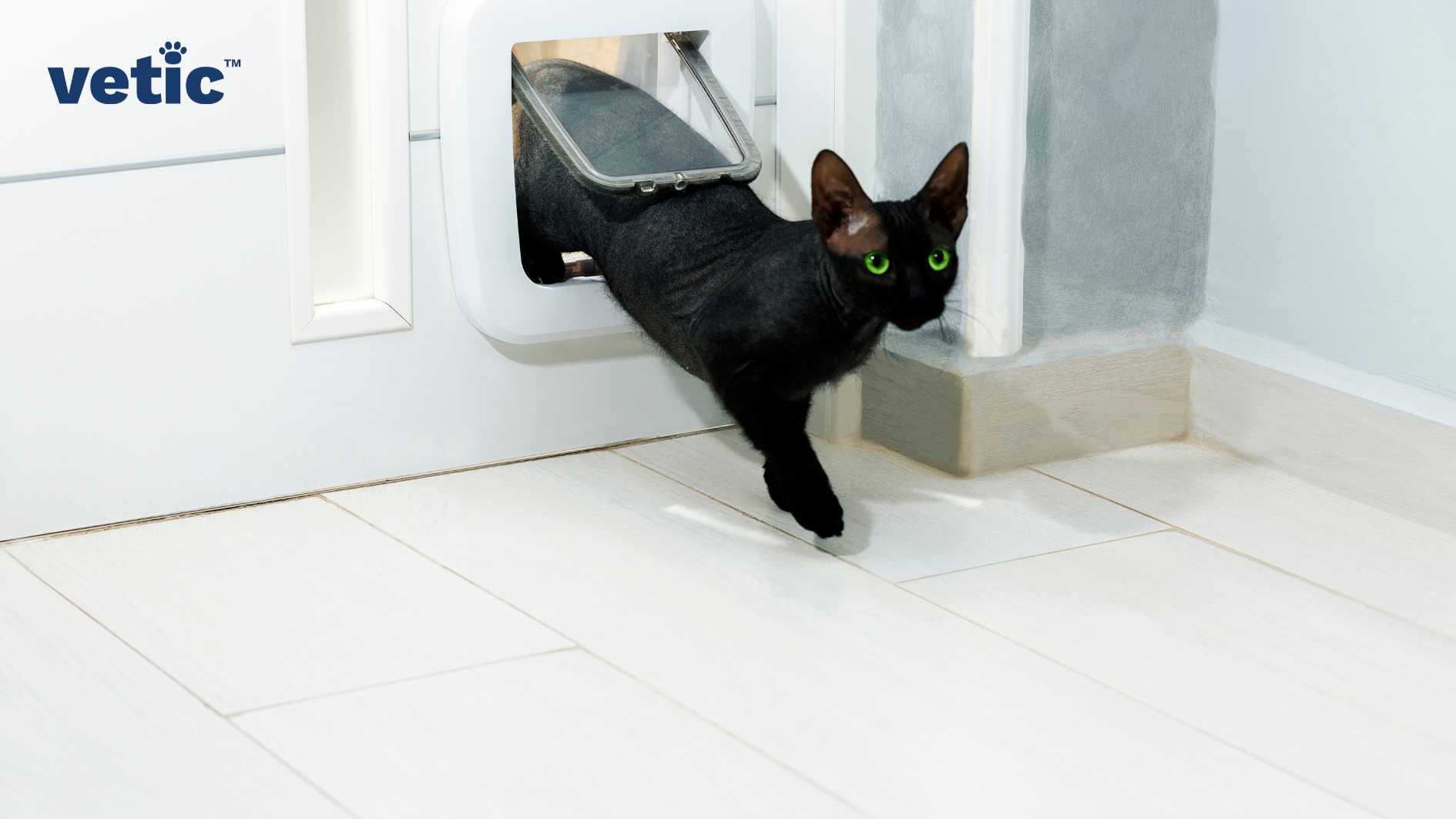 A black, indoor-outdoor cat, with green eyes coming through a cat flap.