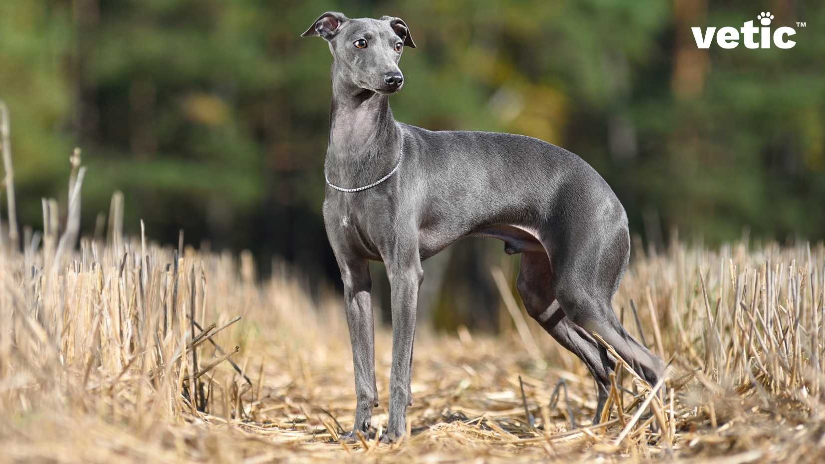 The greyhound and whippet may confuse many thanks to their common body shape, behavioural traits and even coat colours. However, this is a blue-grey greyhound - blue is a shade only recognized in greyhounds and not among whippets according to the AKC breed standards. The greyhound is a male adult standing in a farmland, looking at a distance. he has a silver chain around his neck, and tail tucked between his hind legs