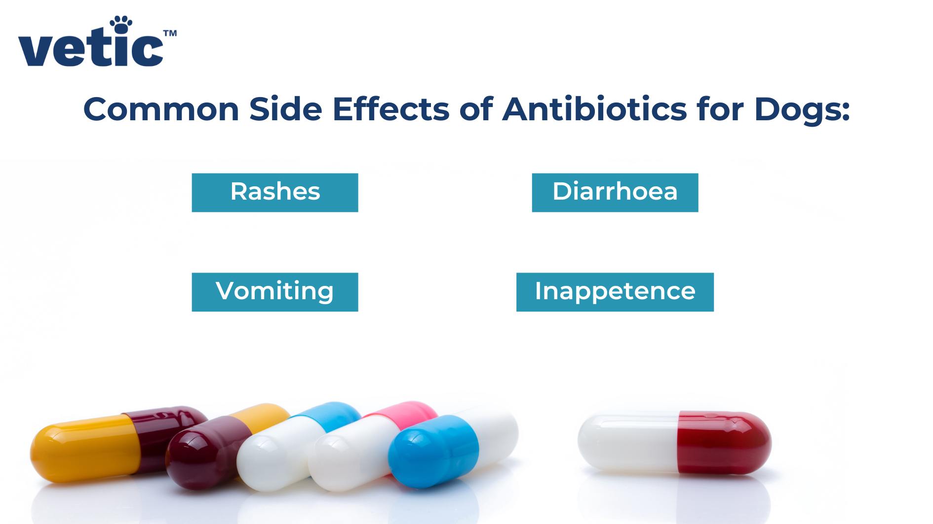 infographic on Common Side Effects of Antibiotics for Dog. These side effects include - Rashes Diarrhoea Vomiting Inappetence