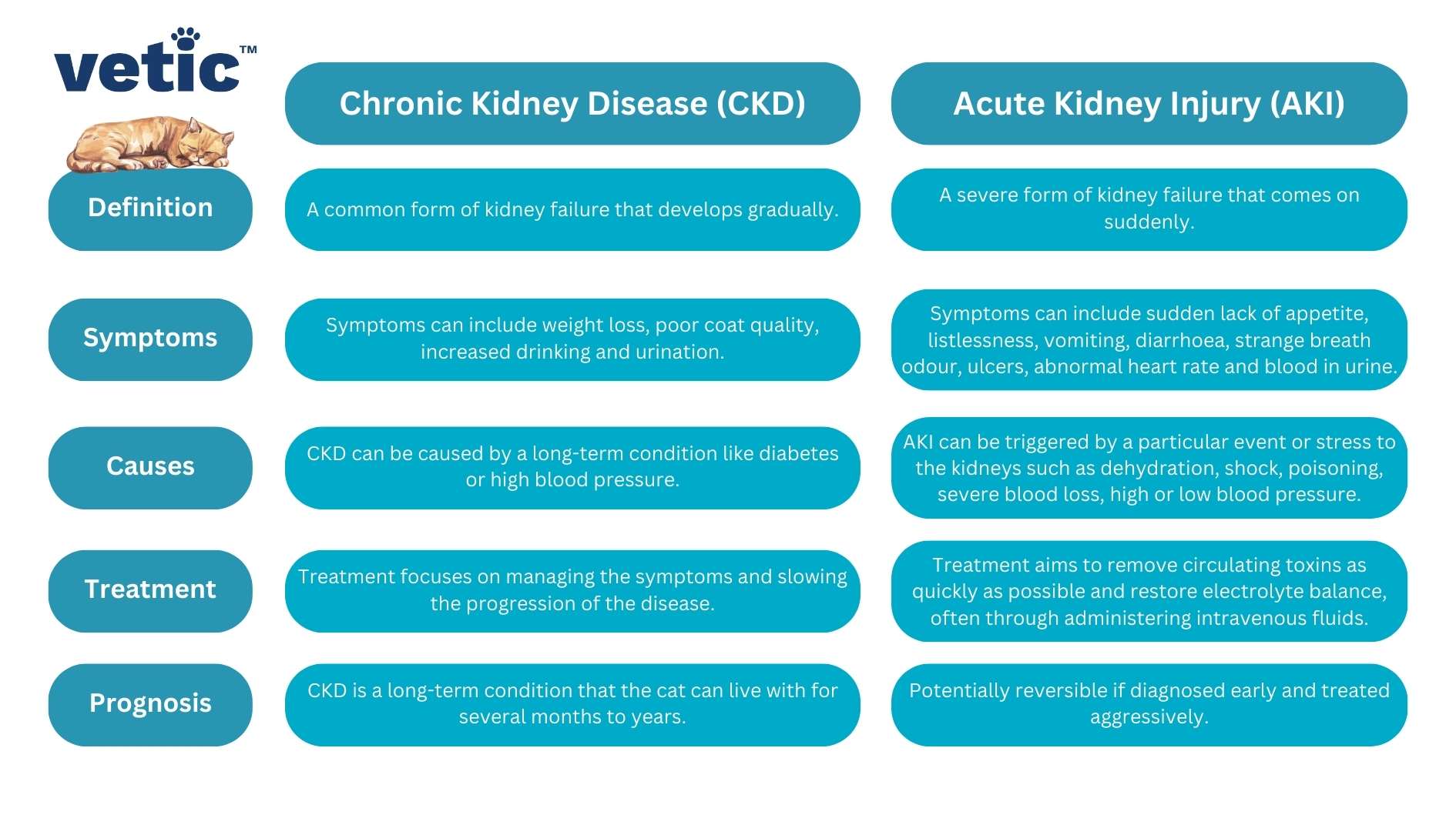 Infographic titled: Kidney disease in cats (CKD vs. AKI) CKD and AKI stand for Chronic Kidney Disease and Acute Kidney Injury respectively. The table compares the definitions, signs, causes, treatment and prognoses of CKD and AKI. Chronic Kidney Disease (CKD) Acute Kidney Injury (AKI) Definition A common form of kidney failure that develops gradually. A serious and usually severe form of kidney failure that comes on suddenly. Symptoms Symptoms may be less severe than AKI and can include weight loss, poor coat quality, increased drinking and urination. Symptoms can include sudden lack of appetite, listlessness, vomiting, diarrhoea, strange breath odour, ulcers, low blood pressure, rapid or slower than normal heart rate, seizures, and changes in urination. Causes CKD can be caused by a long-term condition like diabetes or high blood pressure. AKI can be triggered by a particular event or stress to the kidneys such as dehydration, shock, poisoning, severe blood loss, high or low blood pressure. Treatment Treatment focuses on managing the symptoms and slowing the progression of the disease. Treatment aims to remove circulating toxins as quickly as possible and restore electrolyte balance, often through administering intravenous fluids. Prognosis CKD is a long-term condition that the cat can live with for several years with proper management. AKI is potentially reversible if diagnosed early and treated aggressively.