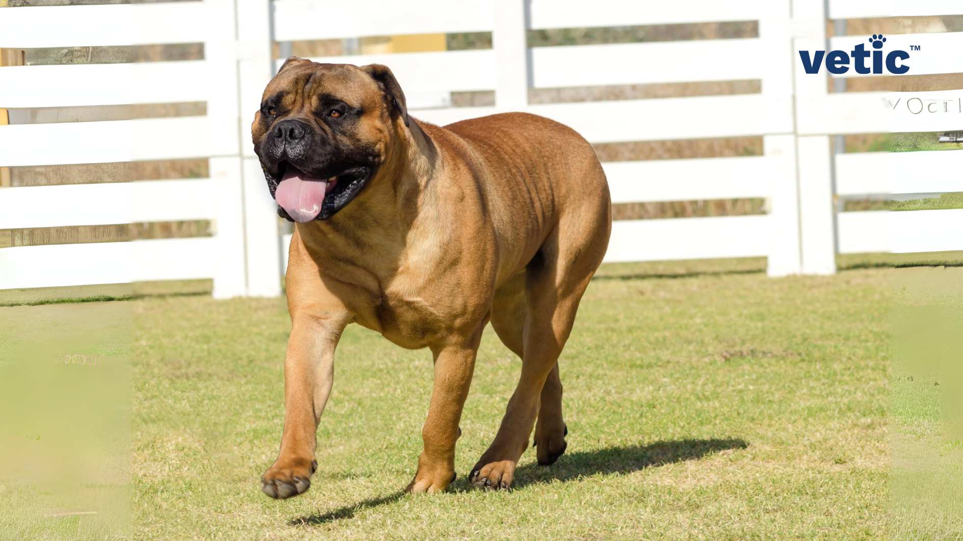 The image shows a brown-colored Bullmastiff dog standing on a green lawn, with a white fence and the logo of “vetic” in the background. The dog has a muscular and sturdy build, with dark ears and face. It is panting with its tongue out, looking relaxed and calm. Bullmastiffs in India can be low-maintenance, if given the adequate exercise and grooming regularly