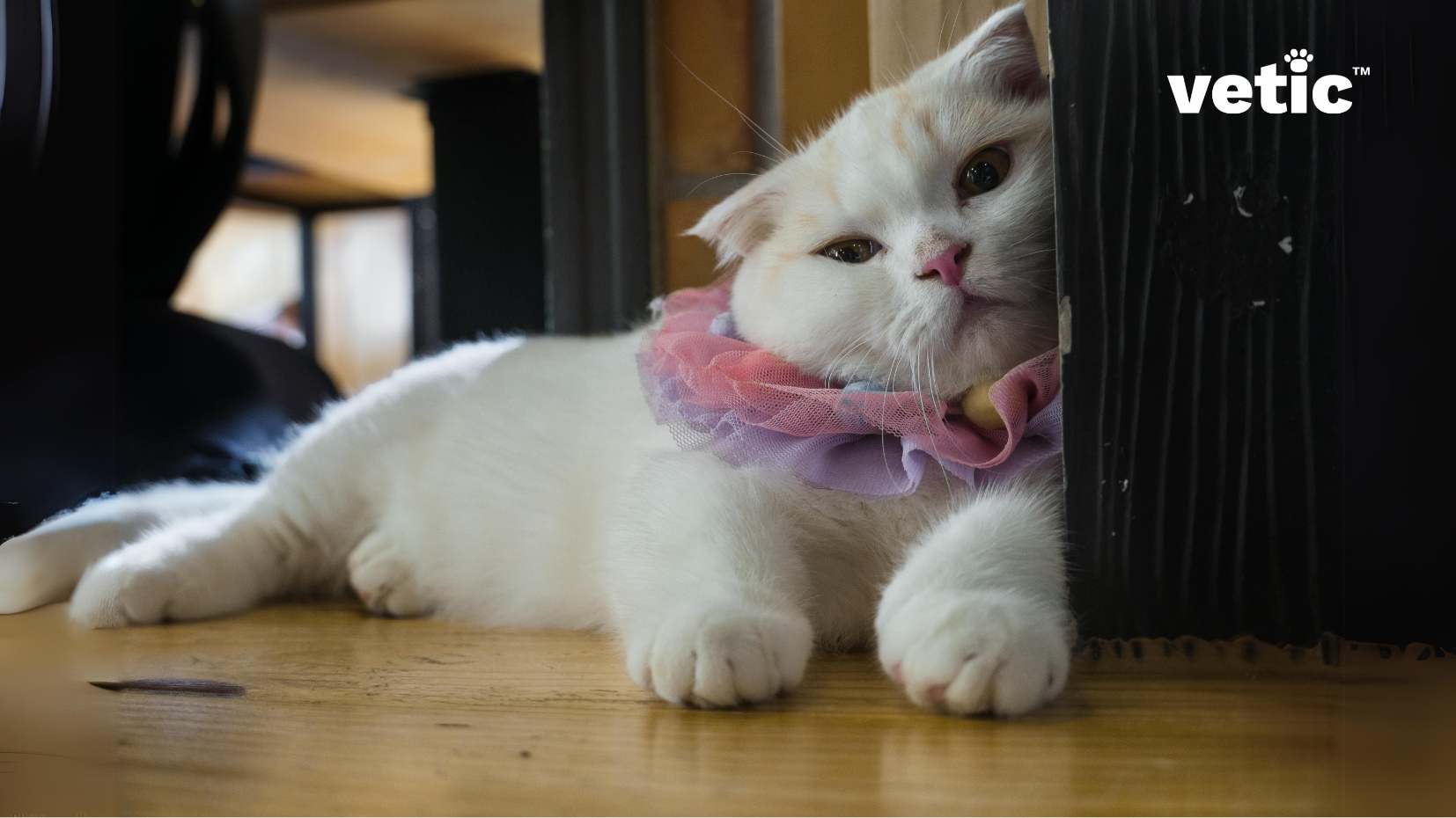 Adopting a Munchkin Cat in India: Everything You Need to Know