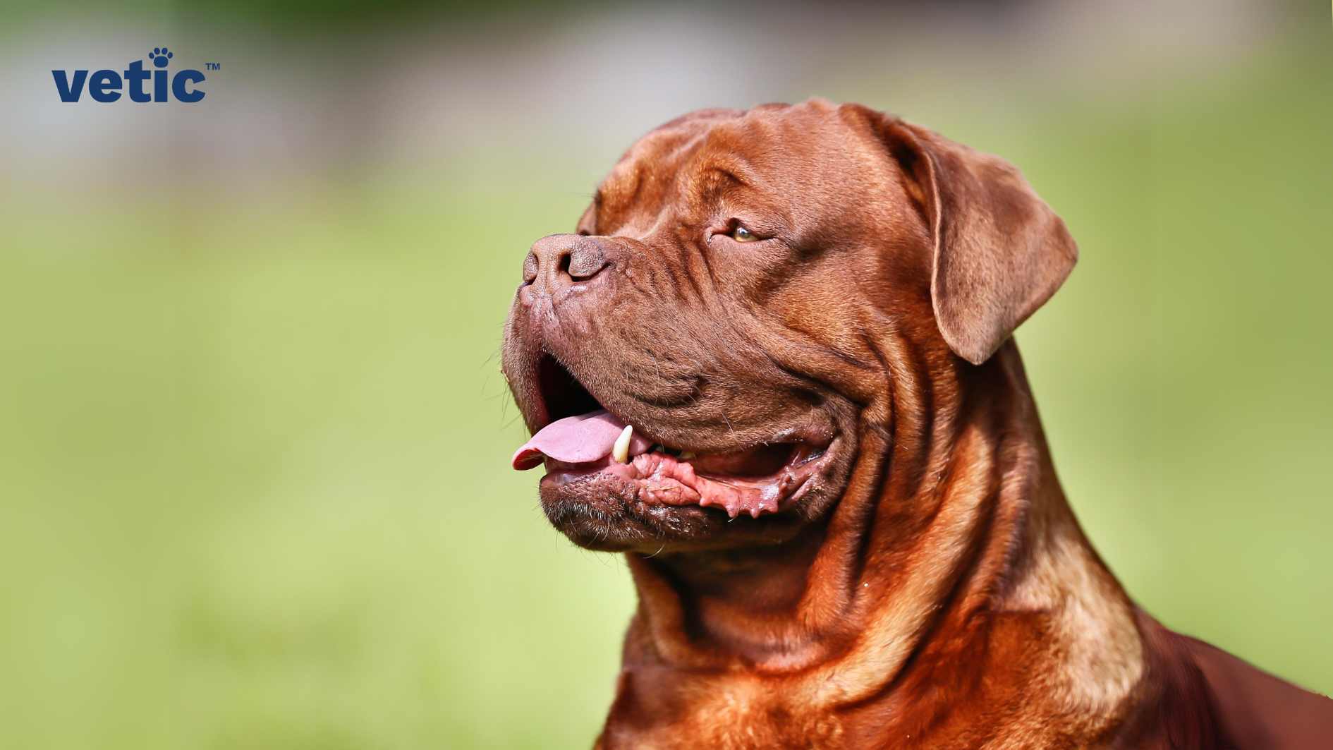 An image of a French Mastiff in India. The text “vetic” in the top left corne. The dog looks calm and relaxed, as its tongue is sticking out slightly. The image was taken outdoors, as there is greenery in the background.