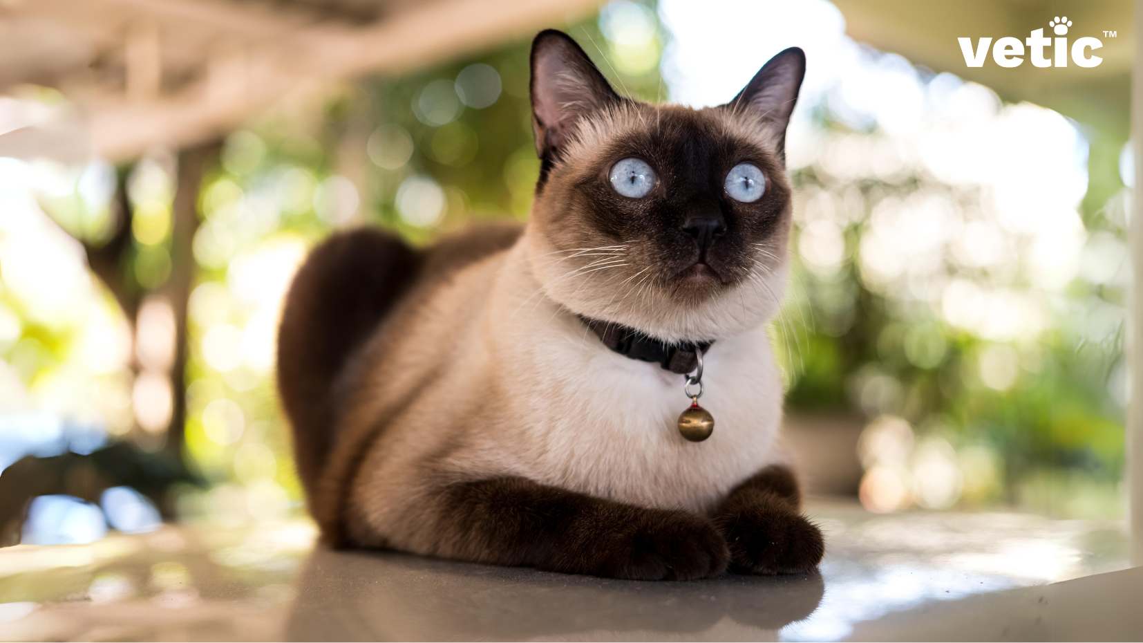 A bright blue eyed Siamese Cat sitting on the porch. A well lit garden like area is visible in the background. The Siamese cat has a black belt with a golden bell. They are sitting in a classic loaf posture. If you want to keep a Siamese Cat in India, you should keep them as complete indoor cats.