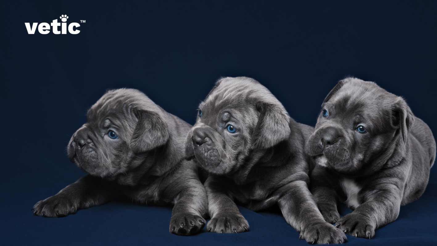 Cane Corso puppies, hardly around 30 days old. All of them are bluish black with ice blue eyes. Adopting a Cane Corso puppy in India is a good idea if you bring them home when they are around 60 days old.