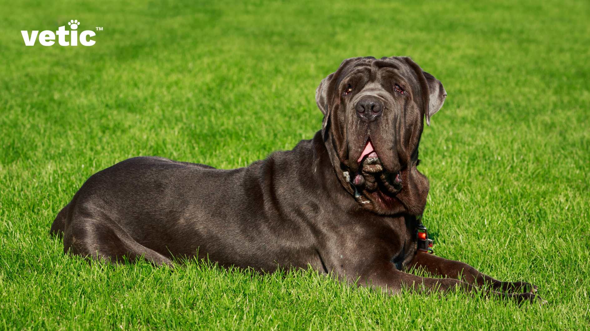 This photo shows a large, dark-colored Neapolitan Mastiff in India lying on a lush green lawn. The dog looks healthy and well-groomed, with a shiny coat and a muscular body. The dog has a unique face with wrinkles and folds, and it wears a collar with some tags. It is looking attentively at the camera, as if posing for the photo. The photo also has the word “vetic” in the top left corner, which could be the name of a company or a product related to the dog or the photo. The photo has a vibrant and contrasting quality, with the green lawn and the blue sky creating a beautiful backdrop for the dog. The photo captures the dog’s beauty and personality, as well as the pleasant environment of the outdoor setting.