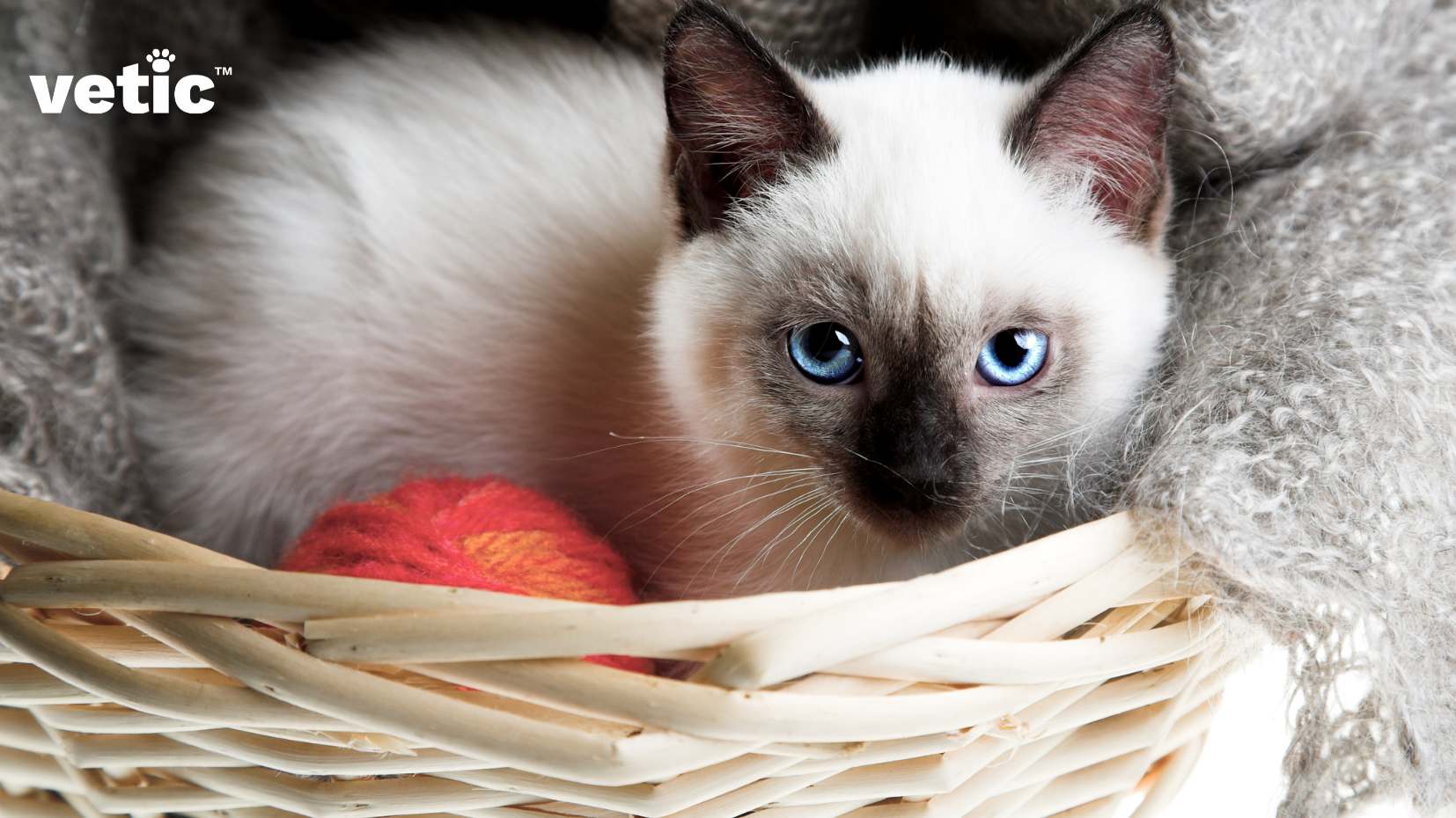 A siamese kitten with light blue eyes is sitting in a wicker basket with an orange-red knitting yarn and a grey blanket. While getting a siamese cat in India, check their parents' health to minimize the possibility of health risks of your kitten.