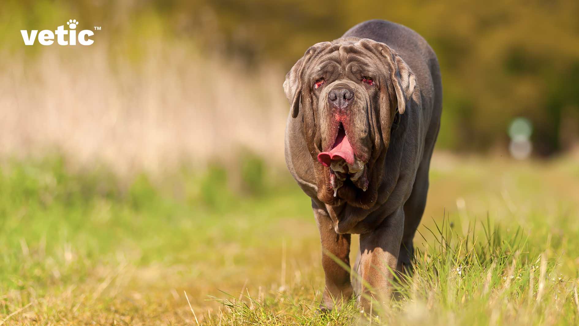 This photo shows a large, adult Neapolitan Mastiff with wrinkled skin and a hanging tongue walking on a grassy terrain. The dog looks energetic and curious, as it approaches the camera. The photo also has the logo “vetic” in the top left corner, which could be the name of a company or a product related to the dog or the photo. The photo has a natural and dynamic quality, with the tall grass and the trees creating a scenic background for the dog. The photo captures the dog’s strength and character, if you can give your dog such freedom and space, you might as well adopt a Neapolitan Mastiff in India.