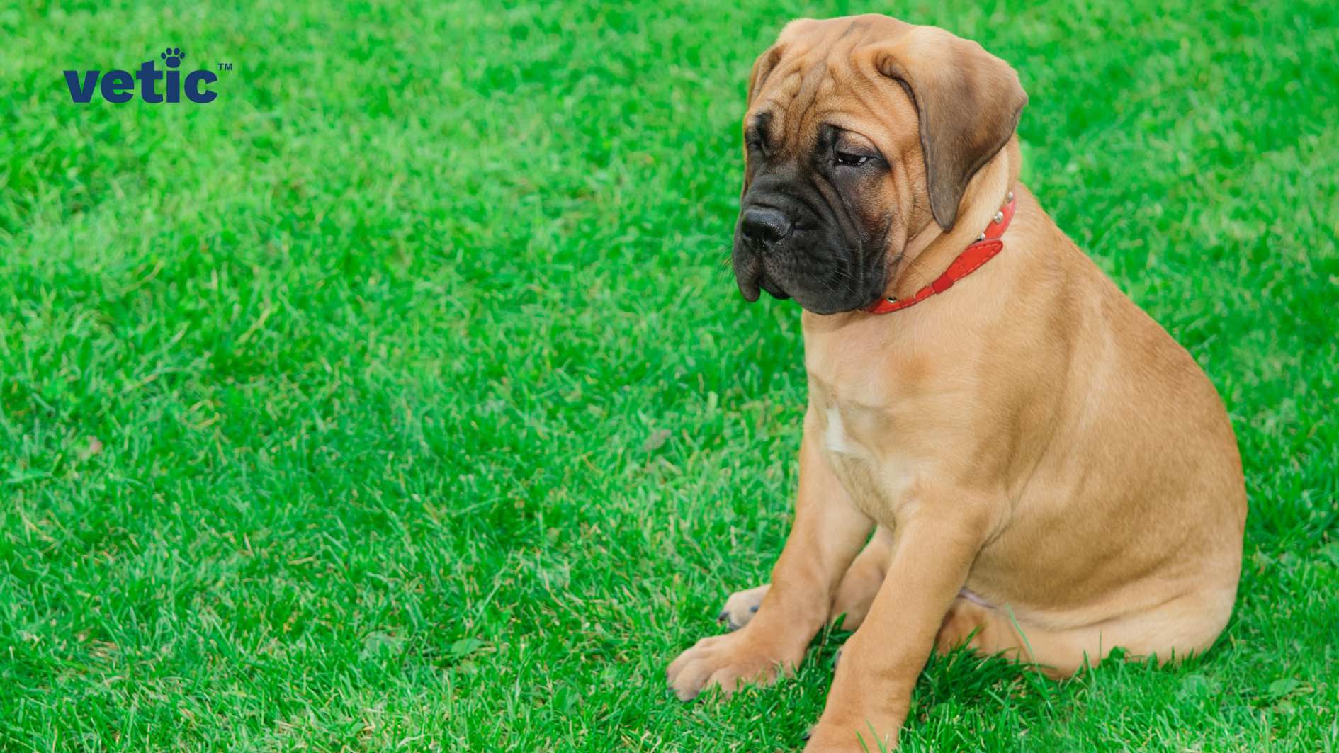 A solemn looking bullmastiff puppy wearing a bright red collar sitting on the fresh green grass. The photo has a "Vetic" logo on the upper left corner. If you want to adopt a bullmastiff in India ensure you are adopting from an ethical breeder or shelter.