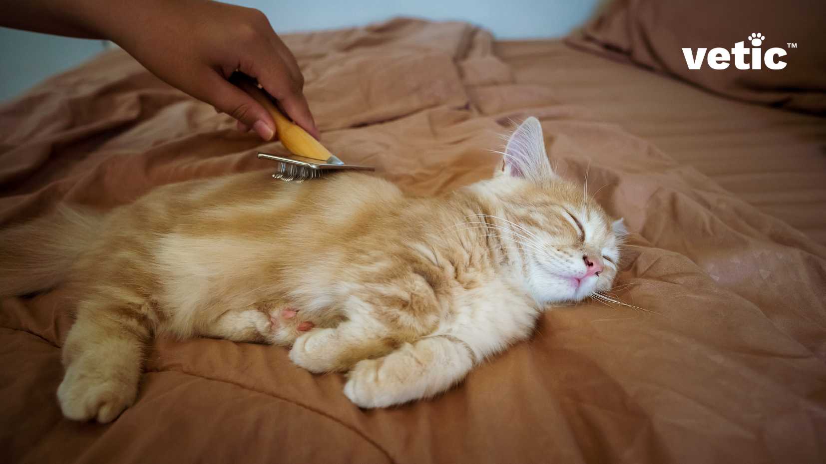 This photo shows a close-up of a cat’s face while being groomed with a metal comb. The cat has orange and white fur and is looking at the camera. The person is holding the comb in the left hand showing how to groom your short-haired cat. the image has a text that says “vetic™”.
