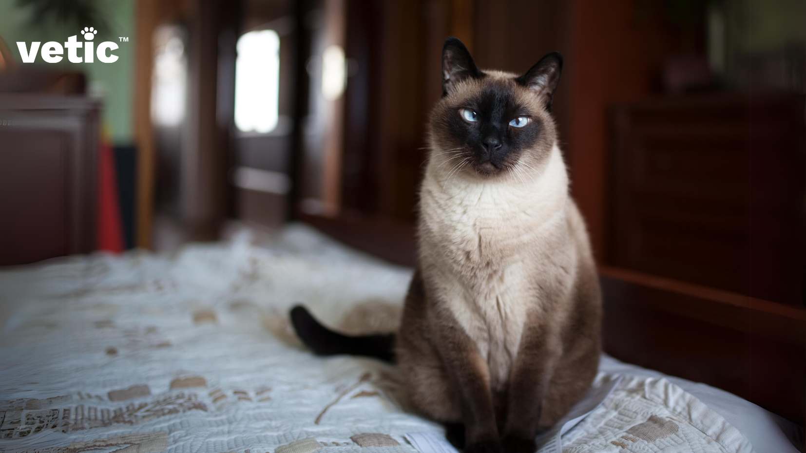 When adopting a Siamese Cat in India be sure to check their parents for health issues including cross eyes. Squints or cross-eyes are a common hereditary disorder among Siamese cats across the world