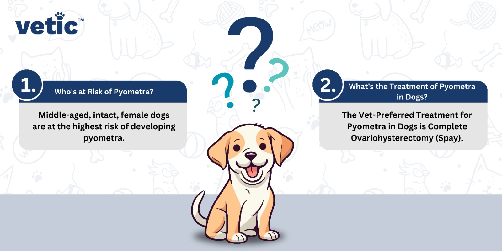 Infographic on pyometra in dogs - who is at risk of pyometra? middle-aged, intact female dogs are at the highest risk of developing pyometra. what is the treatment of pyometra in dogs? the vet-preferred treatment for pyometra in dogs is complete spaying.