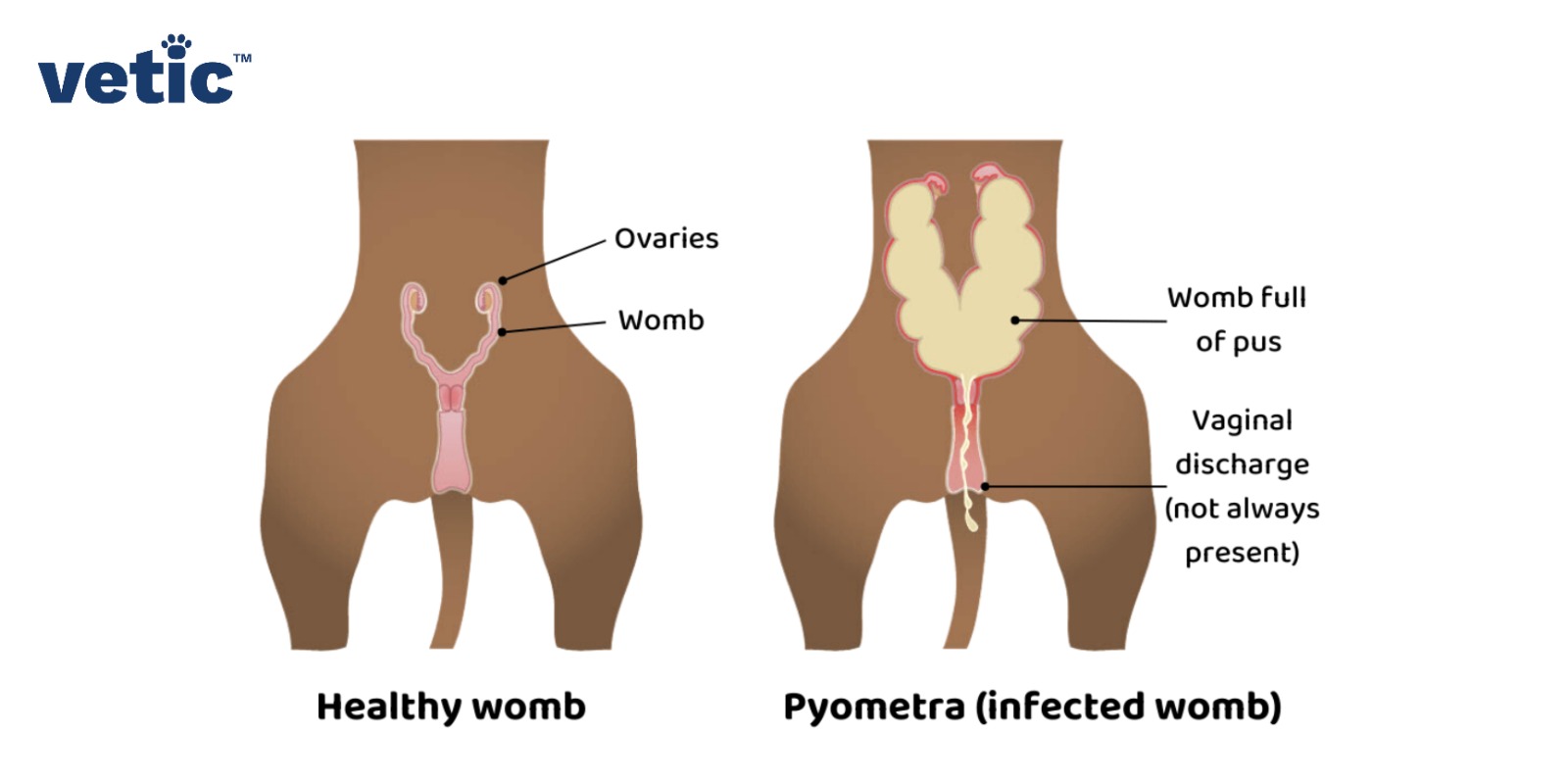 Pyometra in dogs: comparison of a healthy womb with the ovaries and womb clearly marketd. the infected womb has pus and vaginal discharge.