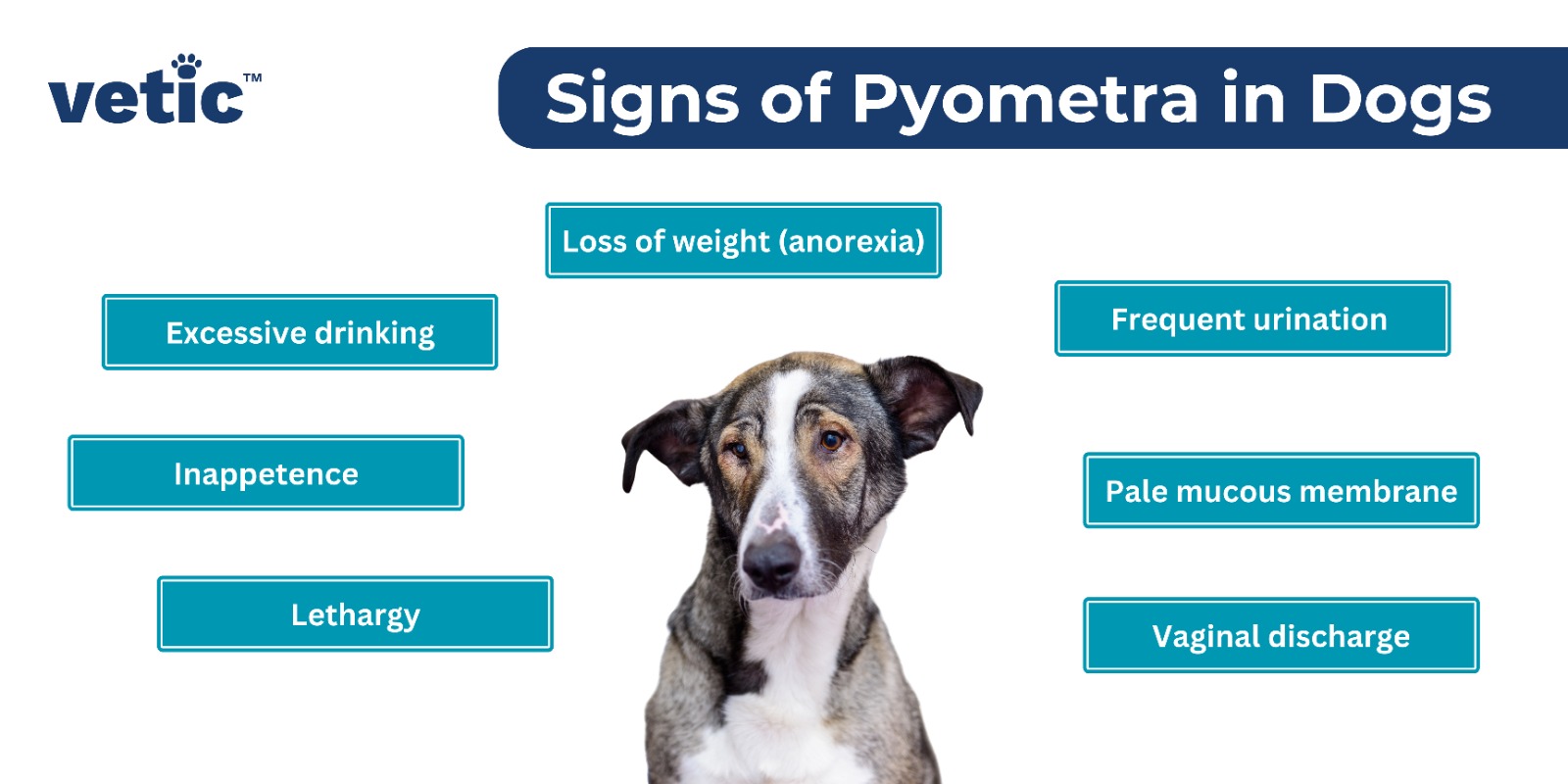 infographic on signs of pyometra in dogs. the signs include Lethargy Inappetence Excessive drinking Loss of weight (anorexia) Frequent urination Pale mucous membrane Pus or bloody vaginal discharge