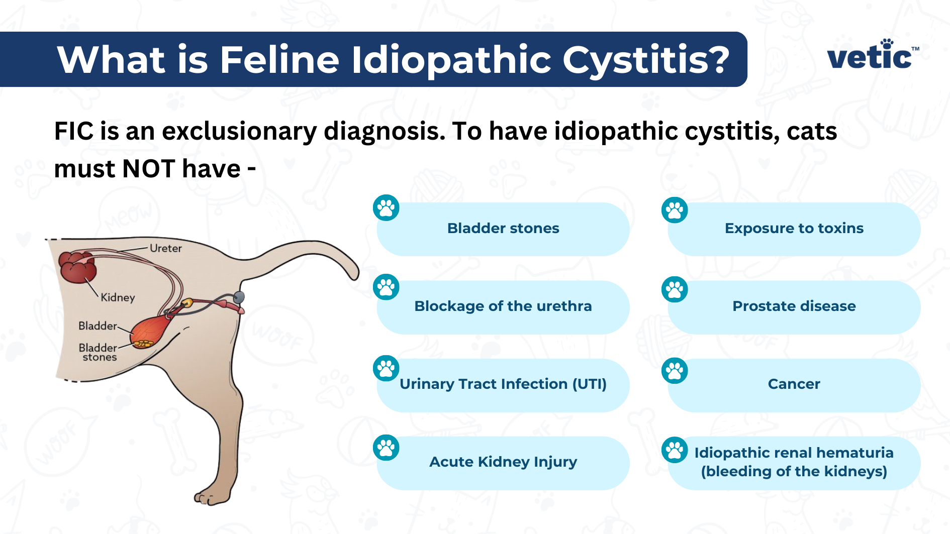What is feline idiopathic cystitis?FIC is an exclusionary diagnosis. To have idiopathic cystitis, cats must NOT have - Bladder stones Blockage of the urethra Urinary Tract Infection (UTI) Acute Kidney Injury Exposure to toxins Prostate disease Cancer Idiopathic renal hematuria (bleeding of the kidneys)