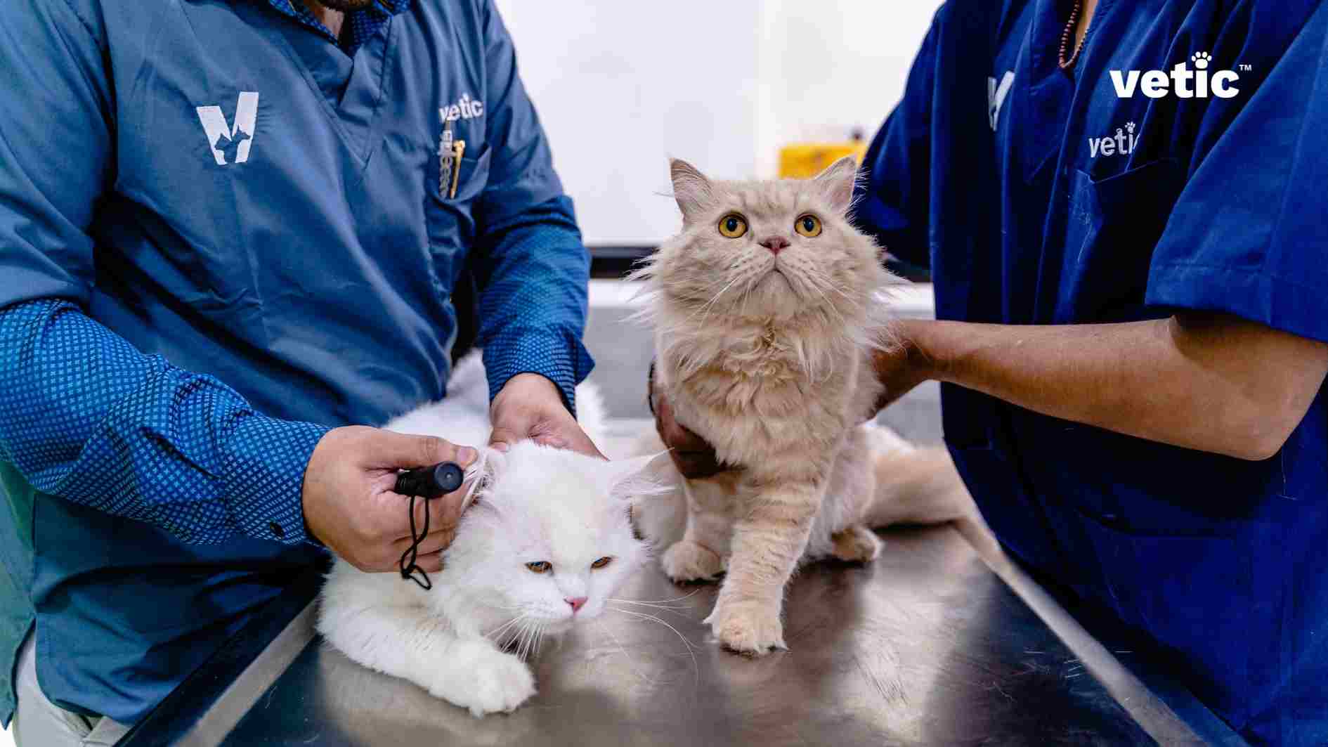 A photo of two professionals in blue uniforms attending to two cats on a metallic table at a veterinary clinic. One cat is white and the other is beige, and they appear calm. The professional with the “vetic” logo is holding an instrument near the ear of the white cat, while the other professional gently holds the beige cat. The image shows a scene of pet care, which can be related to health and wellness topics such as deworming. Two professionals in blue uniforms caring for two cats on a table at a “vetic” clinic. At all Vetic Pet Clinics, including Vetic Pet Clinic Thane, cats are seen by veterinarians after nail clipping and grooming. A white cat and a beige cat being examined by two professionals with a “vetic” logo on a metallic table An instrument near the ear of a white cat and a beige cat beside it on a table with two professionals in the blue vetic scrubs and uniform.