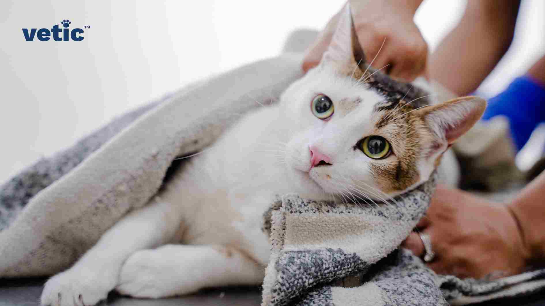 A photo of a cat inside the Vetic Pet Clinic, Thane. The cat has wide eyes and she is gently swaddled in a soft, grey blanket, preparing it for a nail trimming session. The professional groomer’s hands are visible, ensuring the cat is comfortably secure to prevent anxiety during the nail clipping process. This image perfectly illustrates the preparatory steps aligning with “Trimming Your Cat’s Nails” by showcasing how to swaddle an anxious cat. A cat with wide eyes being swaddled in a grey blanket by a groomer A groomer’s hands holding a cat’s head and body in a soft, grey blanket A swaddled cat with a curious expression on a blue surface