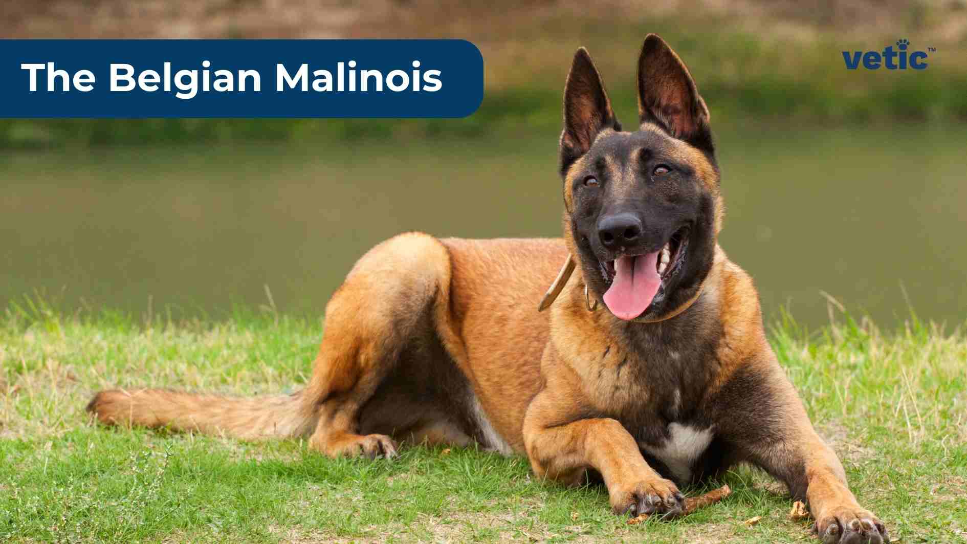 The Belgian Malinois - rusty brown coat with a black mask, pointed ears. short coat wearing a brown collar.