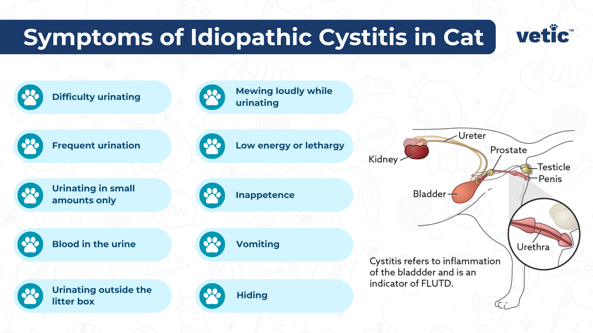 Symptoms of Idiopathic Cystitis in Cats Difficulty in urinating Frequent urination Urinating in small amounts only Blood in the urine Urinating outside the litter box Mewing loudly while urinating Low energy or lethargy Inappetence Vomiting Hiding