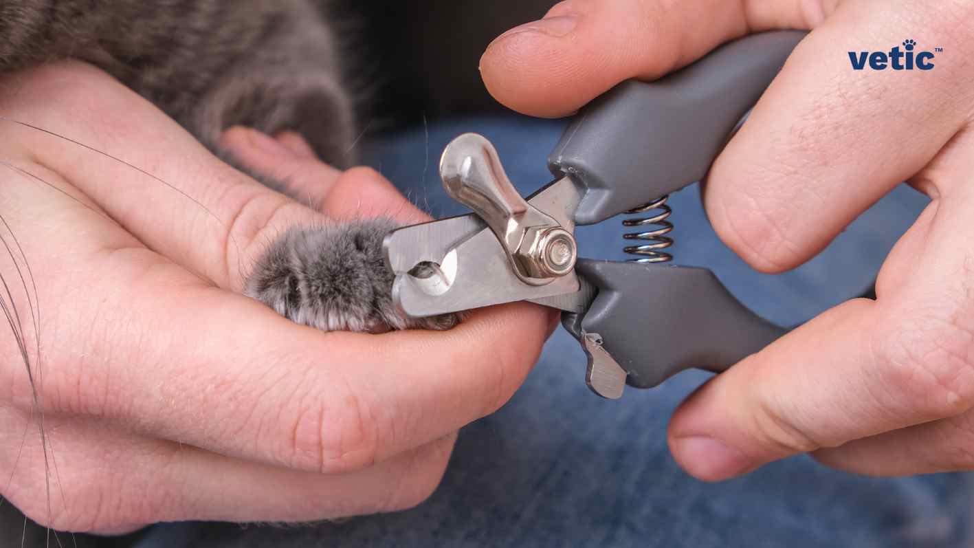 the photo of two hands, one hand holding a cat nail clipper with a safety cap and the other hand holding the paw of the cat to express the nail. Declawing cats is not necessary if you can get your cat's nails trimmed timely