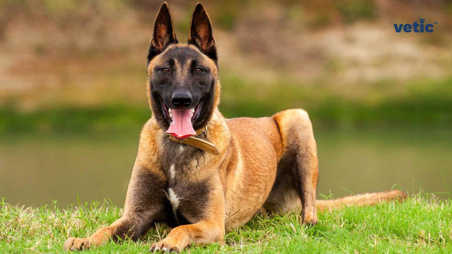 An image of a Belgian Malinois sitting down on all fours. The dog is of the traditional brown colour with a black mask. They are wearing a light camel brown leather collar. The Belgian Malinois is looking directly at the camera and has their tongue out. It is a part of a series of photos on German Shepherd and Belgian Malinois dogs that is featured on the vetic blog. The image has a Vetic copyright on the top right corner.