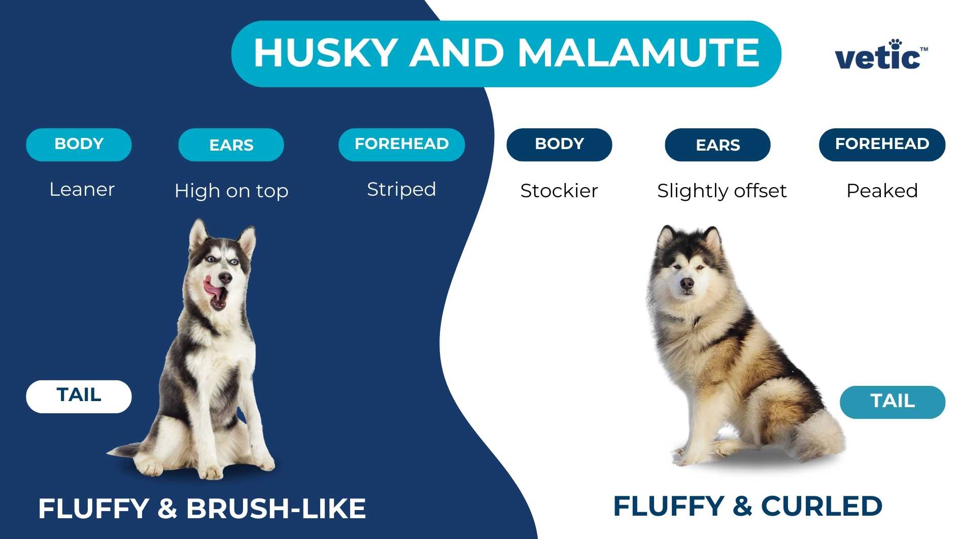 The infographic compares the physical characteristics of Husky and Malamute dogs, highlighting their differences in body, ears, forehead, and tail. It uses a blue background with white text and pictures of both breeds. It is presented by “vetic”. The infographic shows that Huskies are leaner, have ears high on top, have a striped forehead, and have a fluffy and brush-like tail. Malamutes are stockier, have ears slightly offset, have a peaked forehead, and have a fluffy and curled tail. Both dogs have similar color patterns but different physical builds and features.