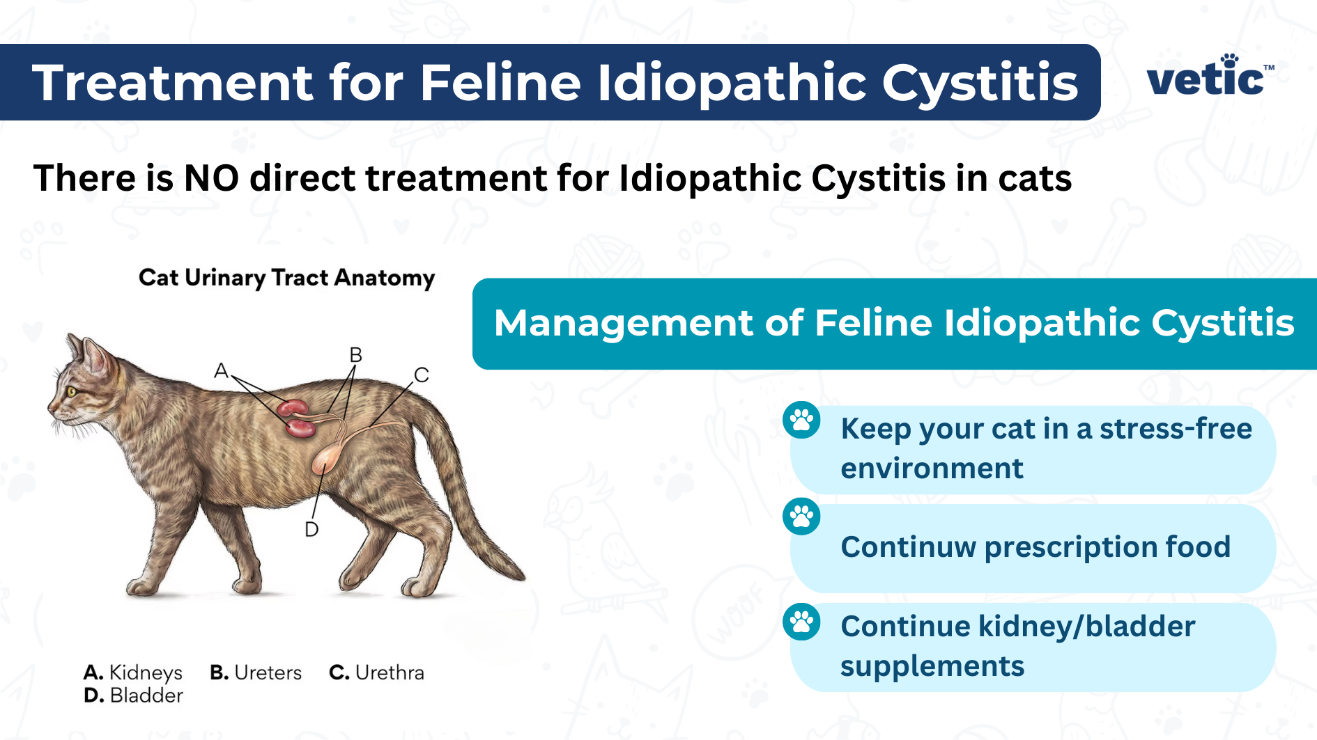 ingraphic on Treatment for feline idopathic cystitis in cats. Treatment of Feline Idiopathic Cystitis There is NO direct treatment for Idiopathic Cystitis in cats Management of Feline Idiopathic Cystitis Keep your cat in a stress-free environment Maintain prescription food Continue kidney/bladder supplements