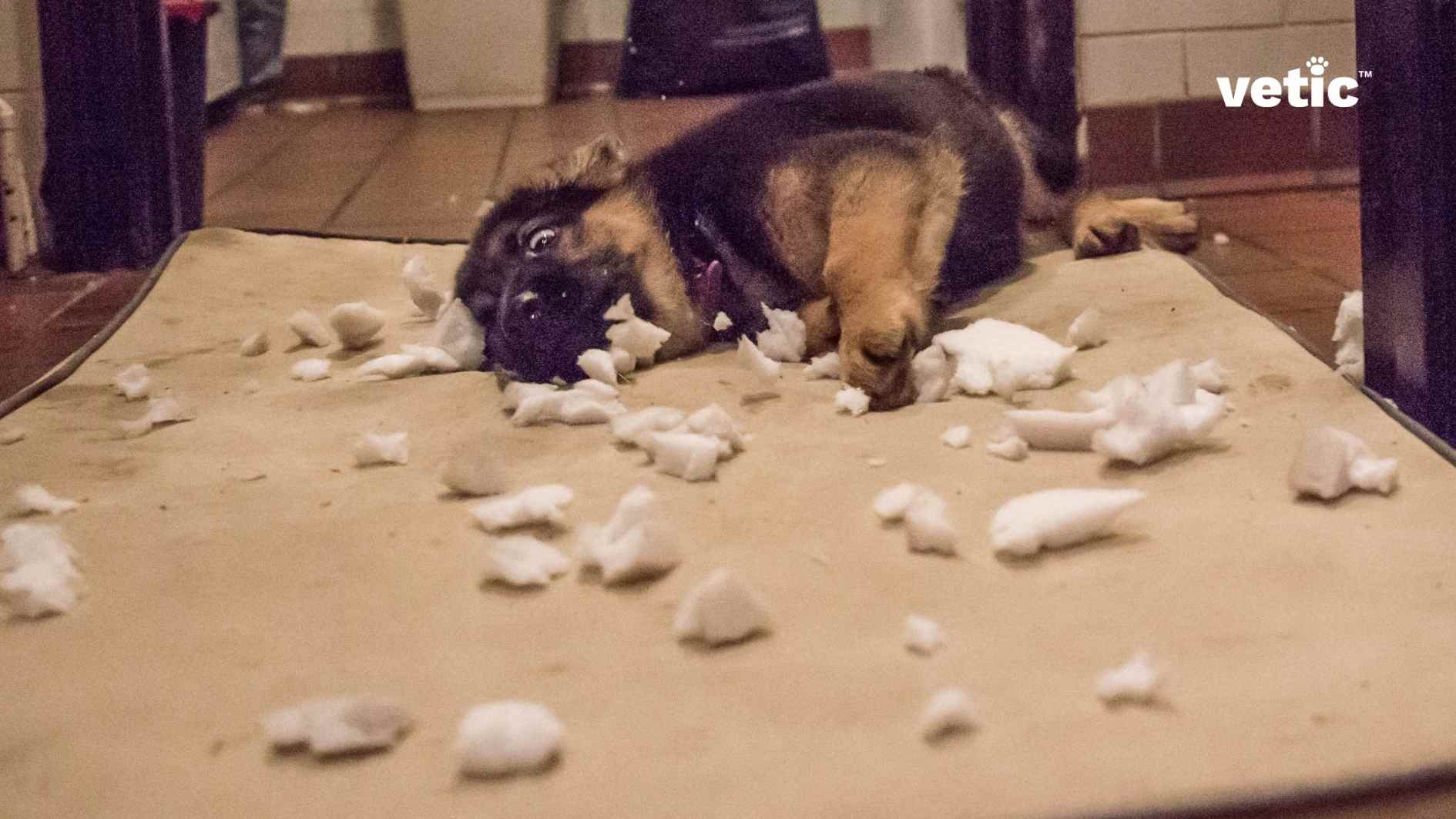 German Shepherd and Belgian Malinois puppies require a lot of training, mental stimulation and the right amount of exercise. The image with Vetic branding shows a German Shepherd puppy laying on a foam mattress with bits of torn foam all around the puppy which he has presumably torn.