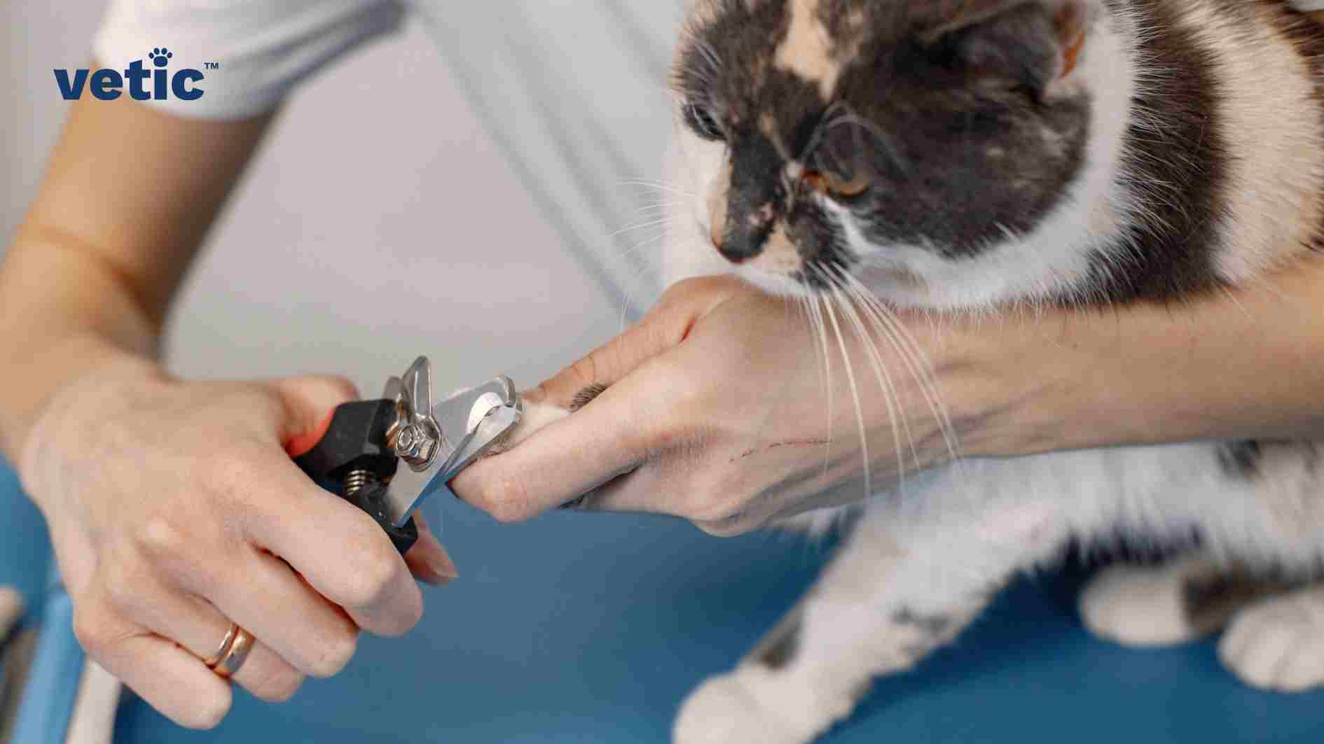 A photo of a person trimming a cat’s nails using a specialized nail clipper, an essential step in grooming and maintaining the cat’s health and comfort, aligning with the blog’s theme “Trimming Your Cat’s Nails”. The cat’s paw is gently held by the person, showcasing the process of nail trimming. The cat has white paws with some dark fur patches, typical of calico cats. Both the person and the cat are on a blue surface, possibly a grooming table or mat. In the top left corner, there is text that appears to be a logo or watermark. A person trimming the nails of a calico cat with a nail clipper A calico cat’s paw being held by a person with a nail clipper on a blue surface A nail clipper and a person’s hand near a calico cat’s paw with a logo on the corner. Trimming your cat's nails like this is entirely possible at home if you have trained them since they were kittens or if you are ready to exercise a lot of patience and do one nail at a time.