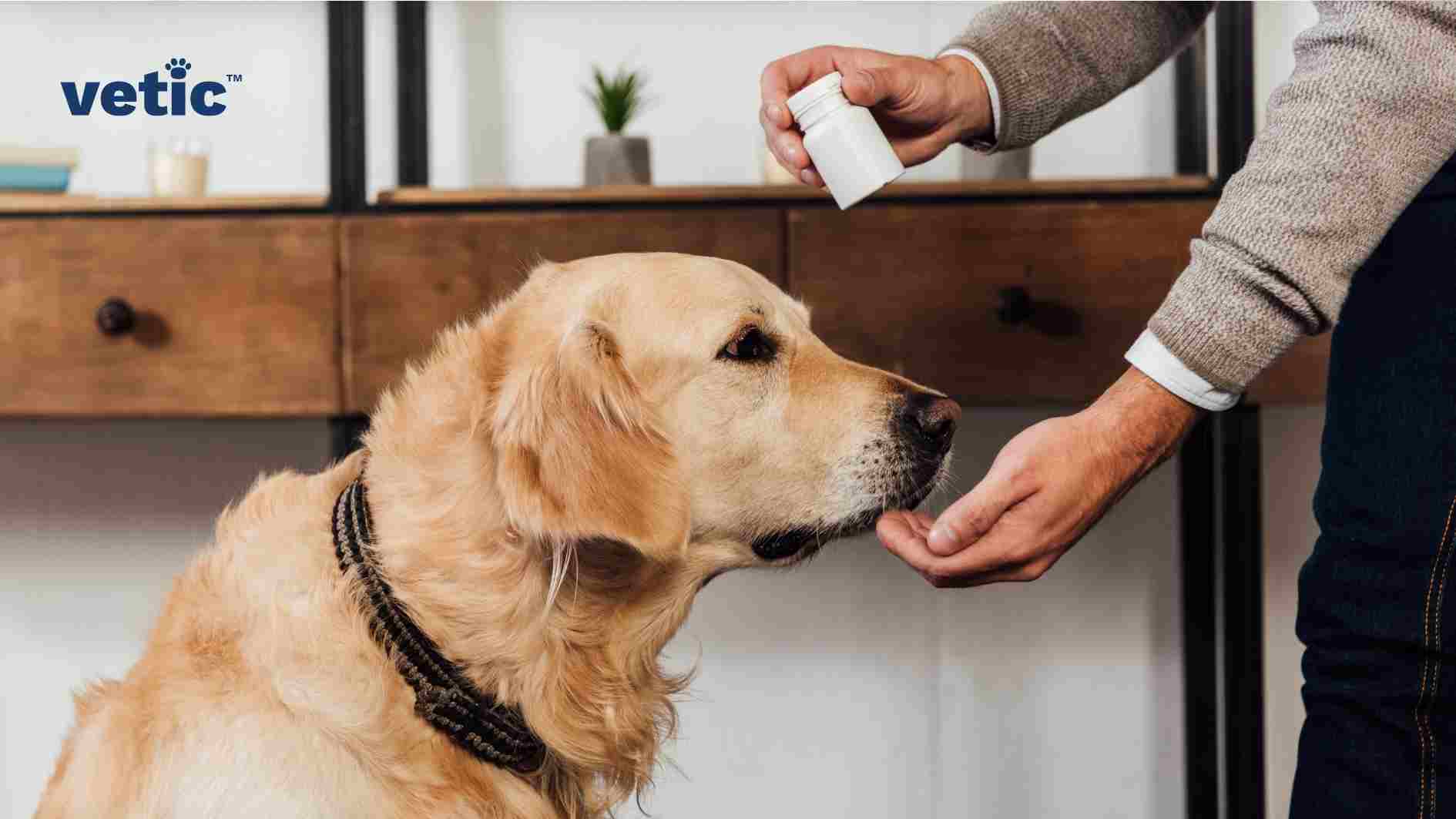 A photo of a person giving a dose of dewormer to a golden retriever, showing the importance of regular deworming for dogs. The golden retriever has a black collar and looks attentive. The person is holding a white bottle of dewormer and gently holding the dog’s muzzle. The background is plain and white, with a wooden cabinet and a potted plant. The logo “vetic™” is in the upper left corner of the image. A person administering dewormer to a golden retriever with a black collar. Choosing the right dewormers for your dog can be easy if you know the compositions of the meds and what parasites they act on.
