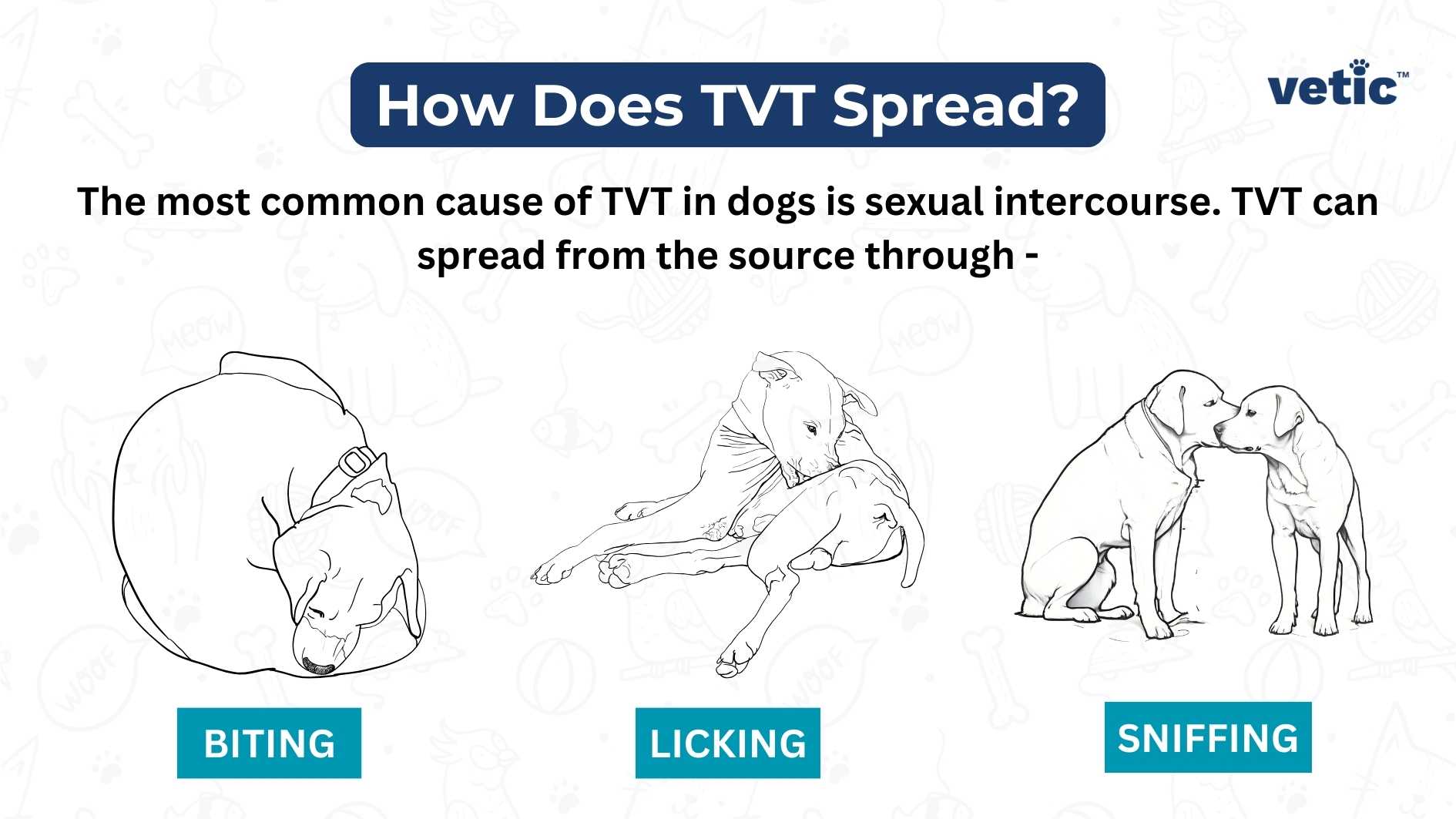 Infographic by Vetic on How Does TVT Spread? The most common cause of TVT in dogs is sexual intercourse. TVT can spread from the source through - Biting Licking Sniffing