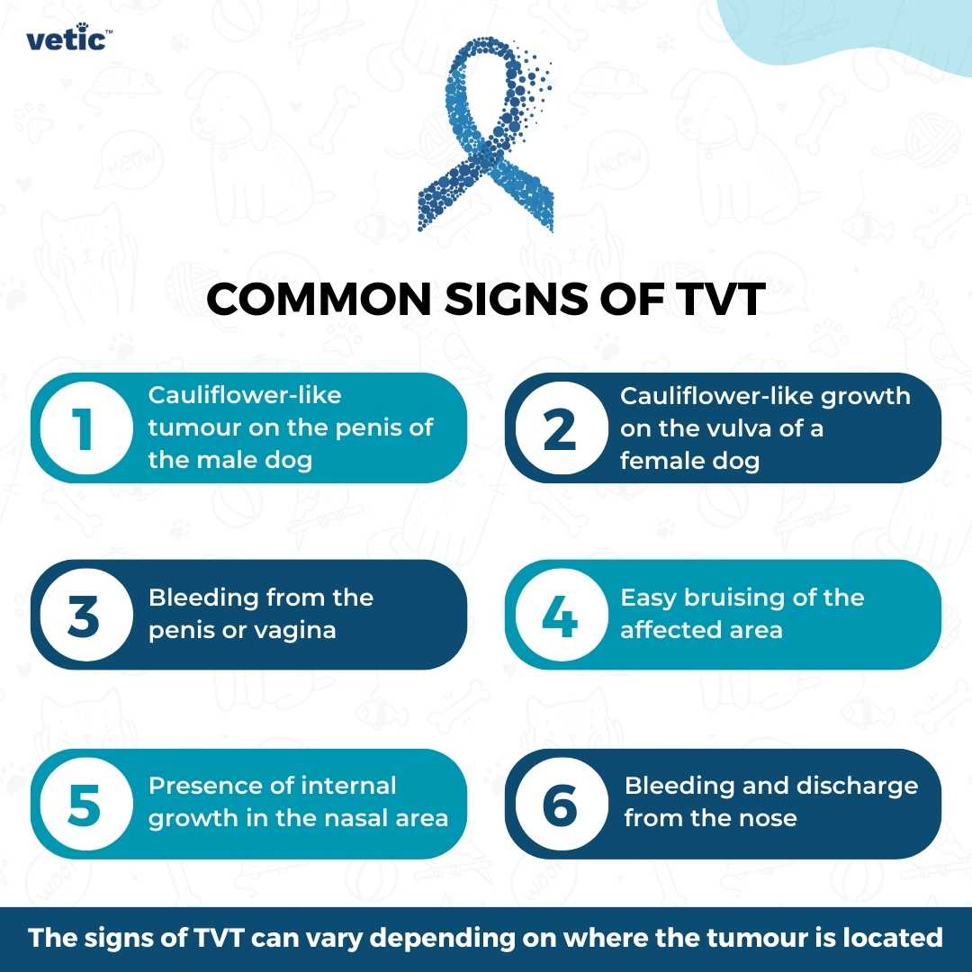 A comprehensive infographic on the common signs of TVT by vetic. The signs include - Cauliflower-like tumour on the penis of the male dog Cauliflower-like growth on the vulva of a female dog Bleeding from the penis or vagina Easy bruising of the affected area Presence of internal growth in the nasal area Bleeding and discharge from the nose The signs of TVT can vary depending on where the tumour is located