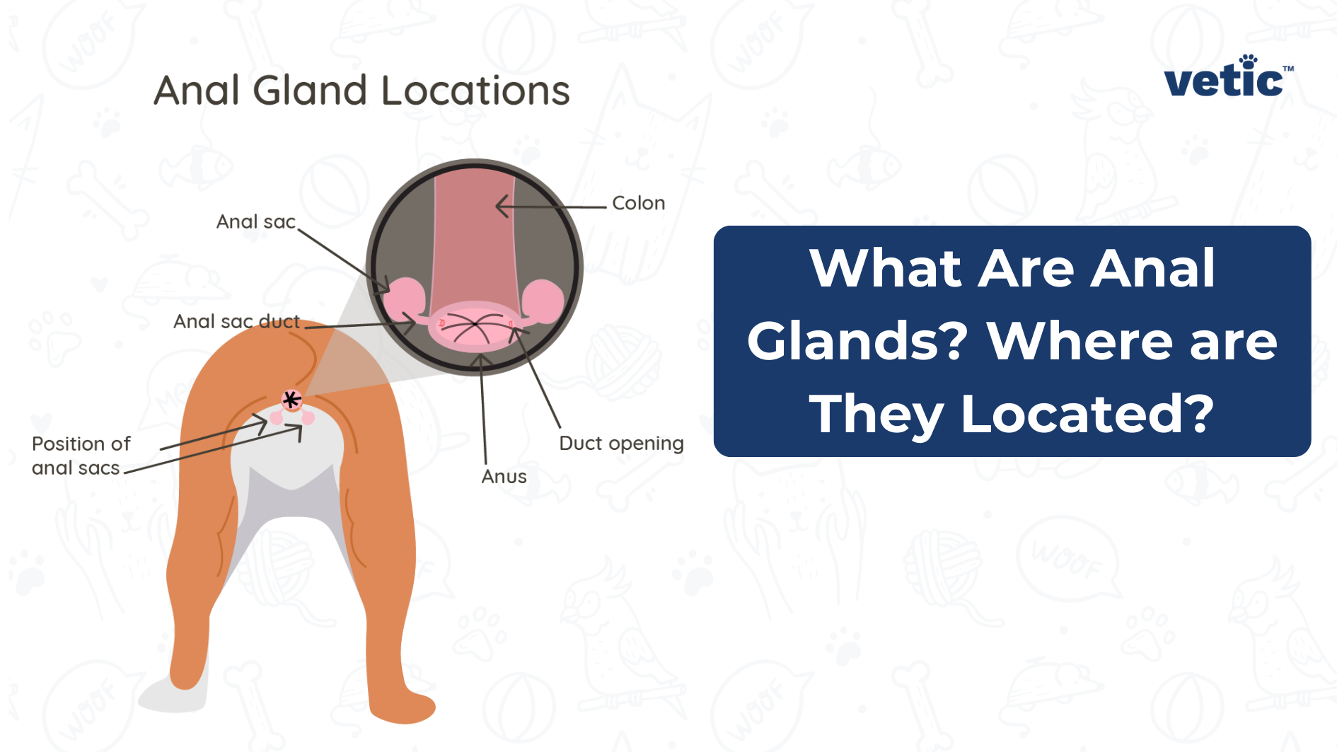 What are anal glands and where are anal sacs in dogs located? they are two glands located near the anus. they secrete a pungent smelling anal fluid
