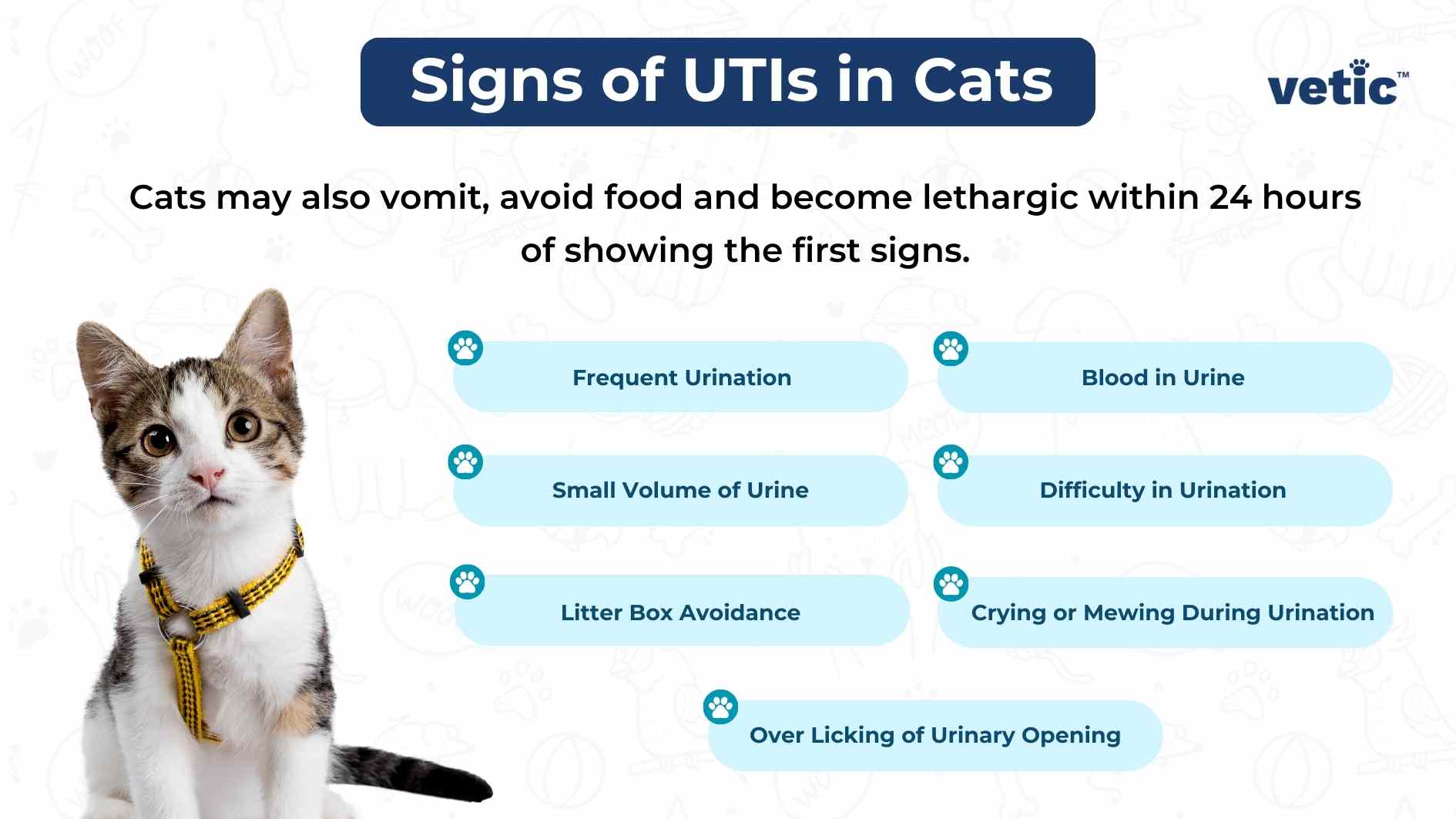 Infographic on the Signs of UTI in cats - these signs include - Frequent Urination Small Volume of Urine Litter Box Avoidance Blood in Urine Difficulty in Urination Crying or Mewing During Urination Over Licking of Urinary Opening Cats may also vomit, avoid food and become lethargic within 24 hours of showing the first signs.