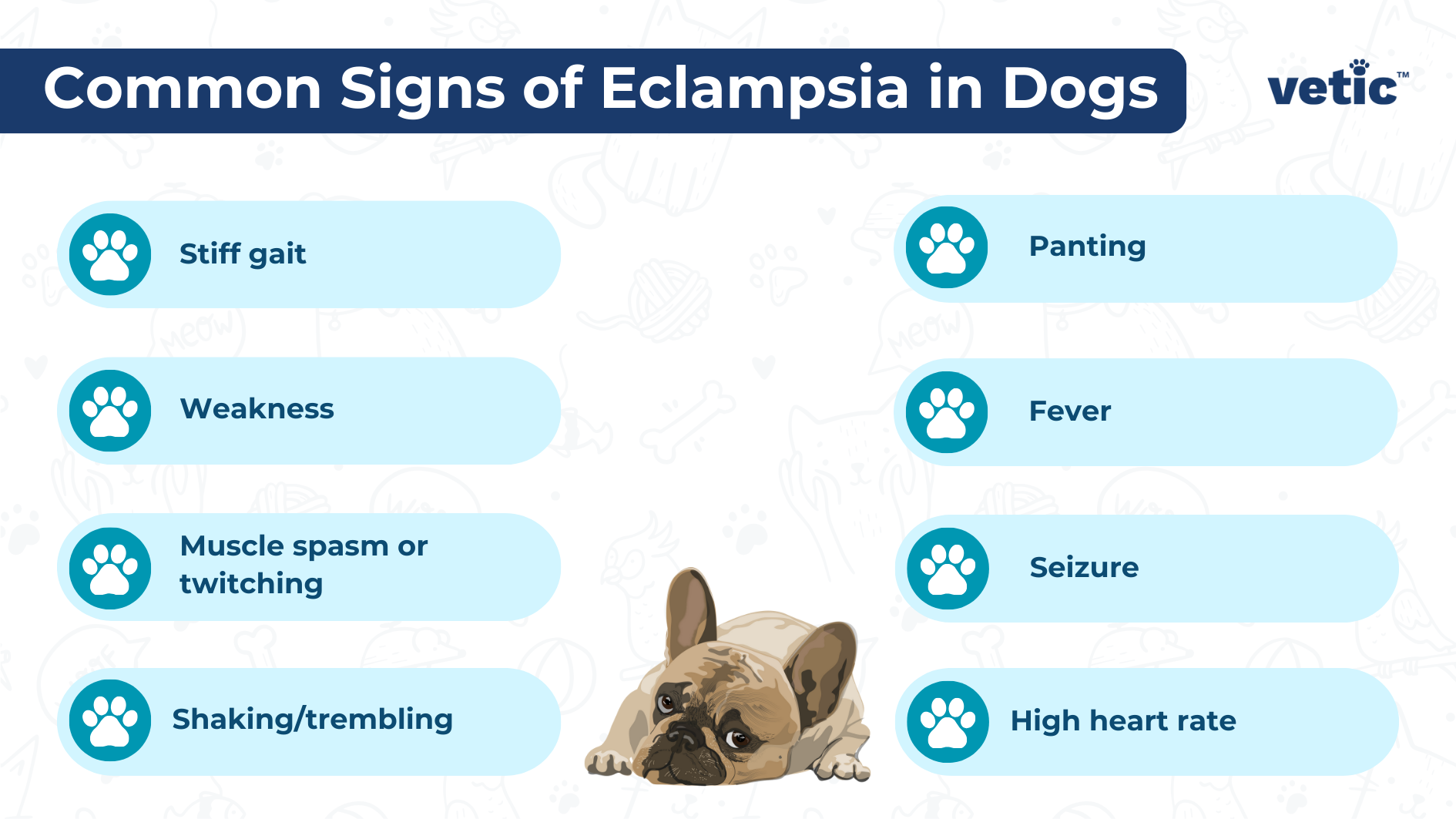 Infographic by Vetic on Common Signs of Eclampsia in Dogs Stiff gait Weakness Muscle spasm or twitching Shaking/trembling High heart rate Panting Fever Seizure