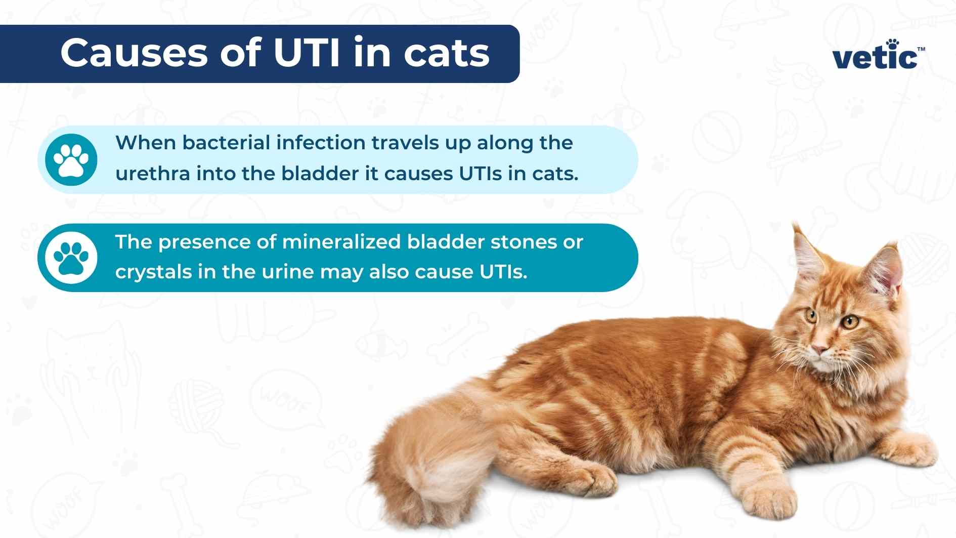 Infographic on the causes of UTI in cats by vetic. the causes include - When bacterial infection travels up along the urethra into the bladder it causes UTIs in cats. The presence of mineralized bladder stones or crystals in the urine may also cause UTIs.