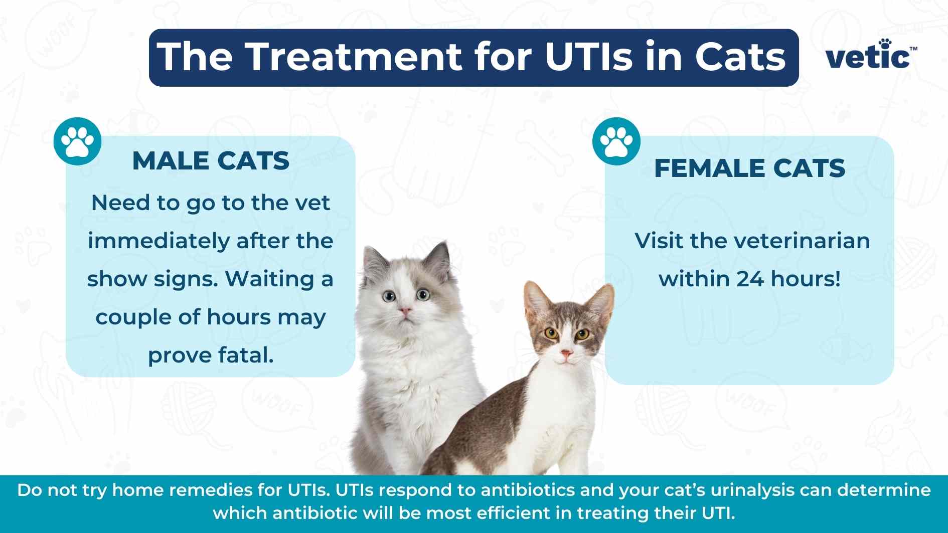 Inforgaphic by Vetic on the treatment for UTIs in cats. UTI in cats can be treated effectively with antibiotics based on the urine culture and sensitivity test by the vet. for male cats, UTIs are typically always an emergency and they need to go to the vet immediately after they begin to show signs. Female cats need to go to the vet within 24 hours of showing the signs