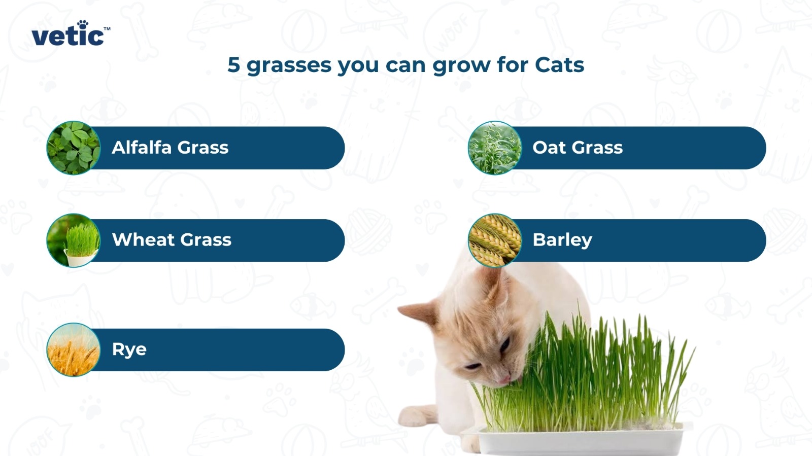 Infographic on Vetic on the 5 grasses you can grow for cats - Alfalfa grass Oat grass Wheat grass Barley Rye - If your cat overeats grass, do not forget to get them checked up at Vetic Clinic Thane