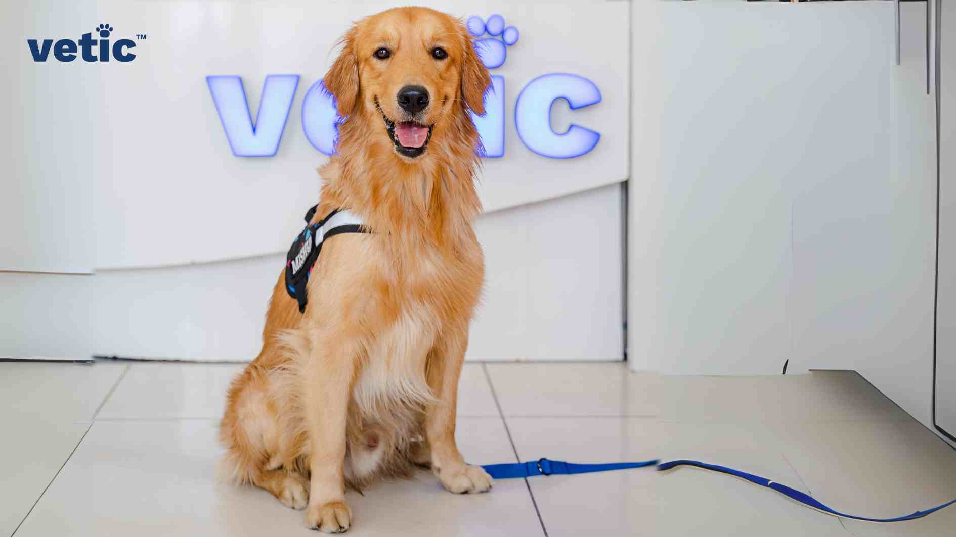 A very happy looking Golden Retriever sitting in front of a wall with the signage "Vetic". The golden retriever is wearing a multi-coloured printed harness and a blue leash. Labrador vs. Golden retriever may not be an easy choice to make since both require tons of emotional bonding and outdoor playtime