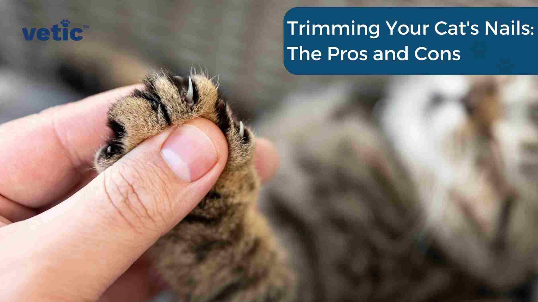 How to Trim Your Cat's Nails - YouTube