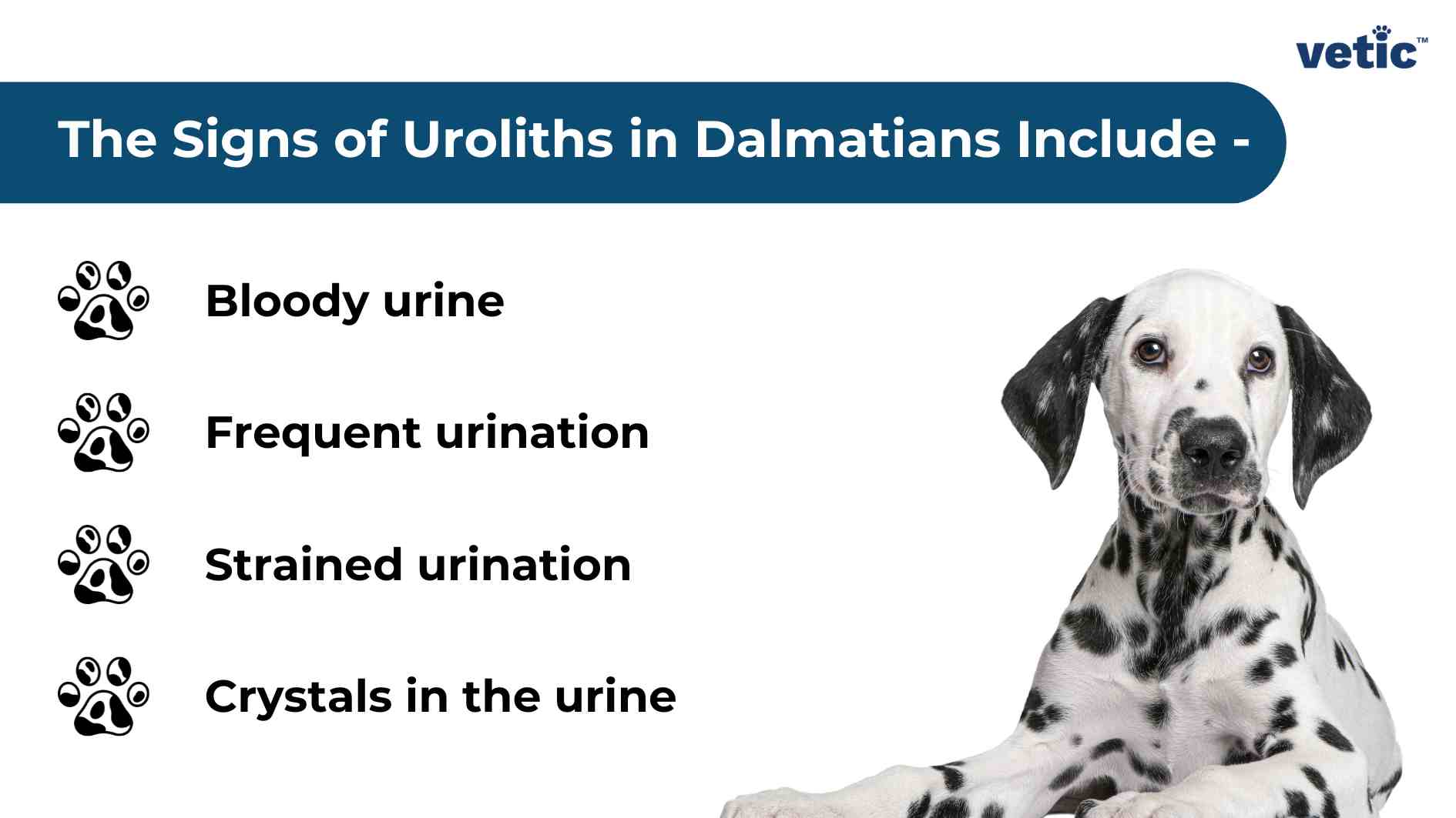 The image is informational and contains text at the top that reads “The Signs of Uroliths in Dalmatians Include -”. Below the title, there are four bullet points listed with paw print icons before each point. The points include: Bloody urine Frequent urination Strained urination Crystals in the urine On the right side of the image, there is a picture of a Dalmatian dog sitting down. It is a copyright image from Vetic