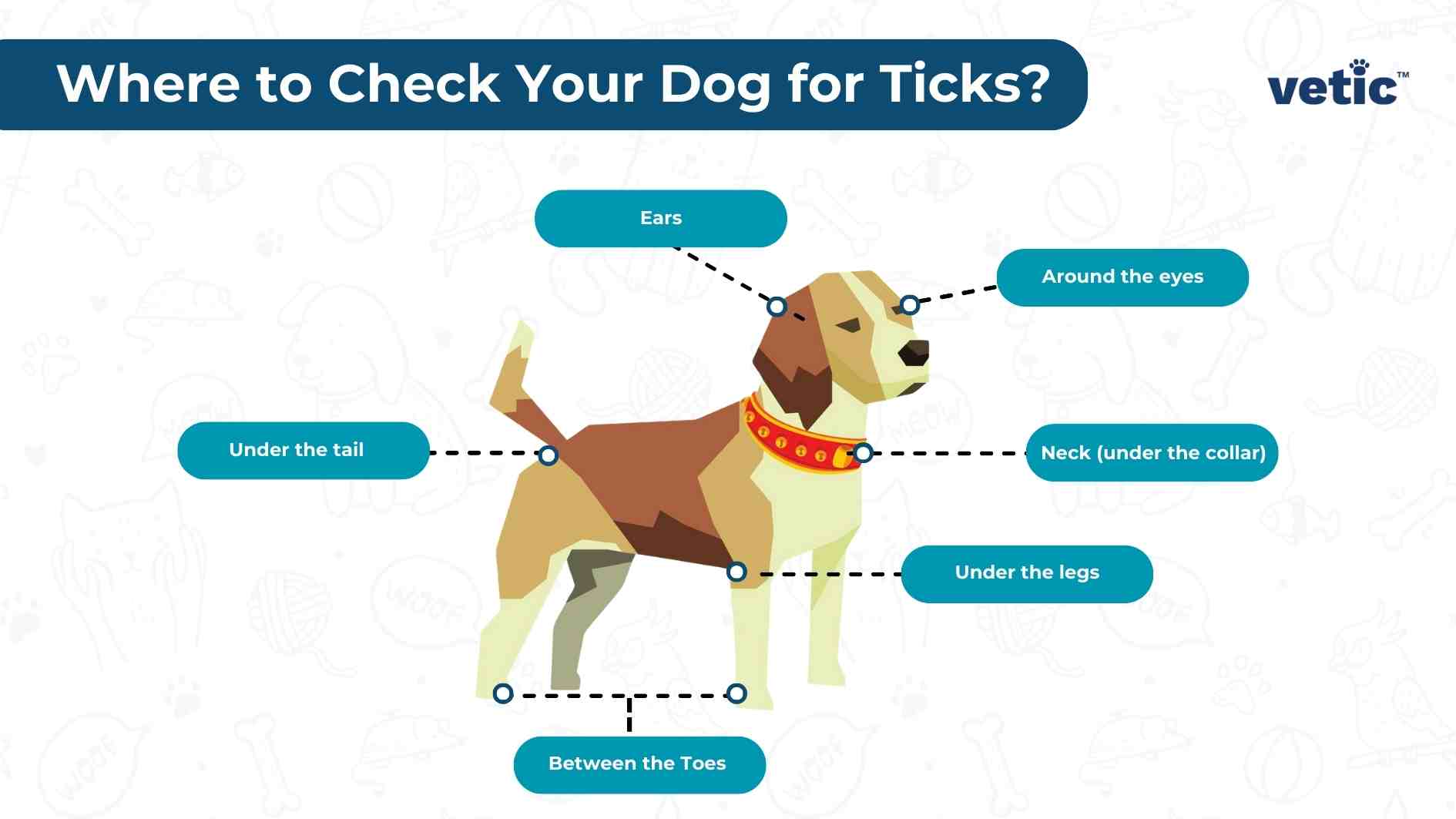 Protecting your dog from ticks entails checking your dog regularly for ticks. Here's an infographic on where to check your dog for ticks - Neck (under the collar) Around the eyes Ears Under the tail Between the Toes Under the legs