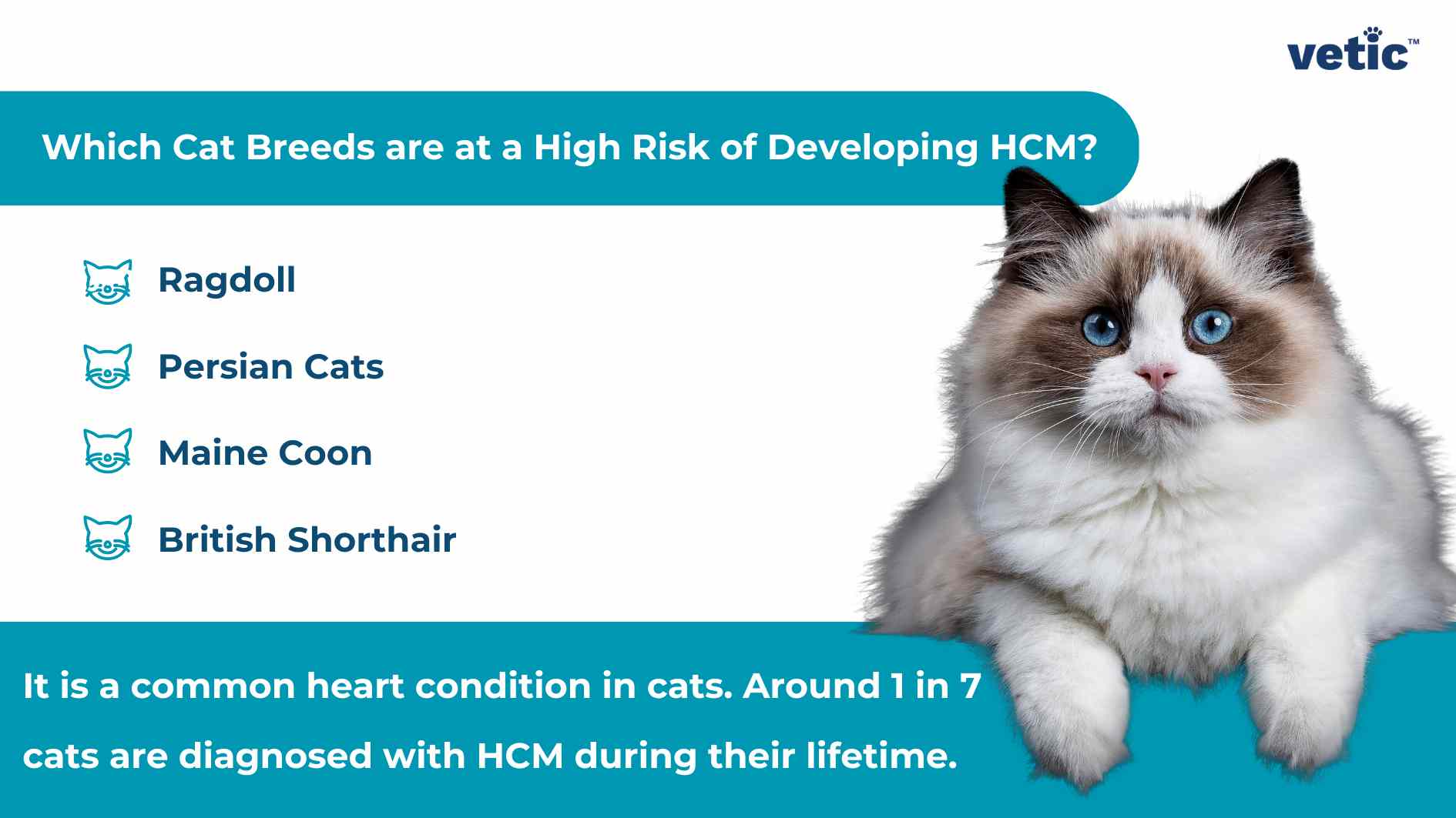 An informational image from Vetic about cat breeds at high risk of developing a specific heart condition, with a list of breeds and additional information on the condition. Description: The image is primarily informational, presented in a visual format with text and icons. The top section has a teal background with white text stating “Which Cat Breeds are at a High Risk of Developing” (the rest is cut off but likely refers to a specific health condition). Below this headline, there’s a list of four cat breeds: Ragdoll, Persian Cats, Maine Coon, and British Shorthair. Each breed name is accompanied by an icon of a cat’s face. A large blurred area obscures part of the image; it seems like an illustration or photo was originally there. At the bottom, there’s more text on the teal background explaining that this is a common heart condition in cats and providing statistics about its prevalence. The logo “vetic” appears in the top right corner.